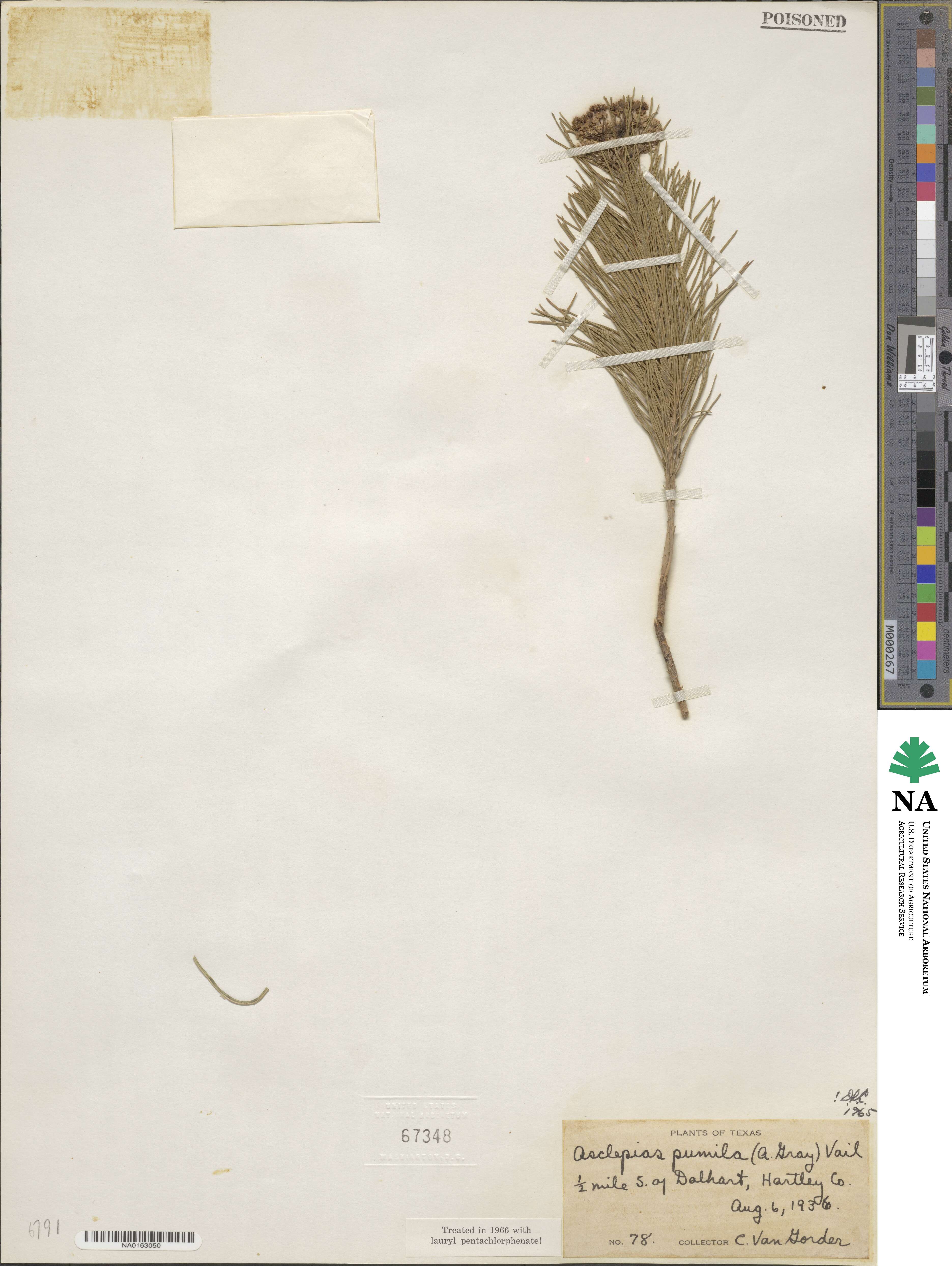 Asclepias pumila image