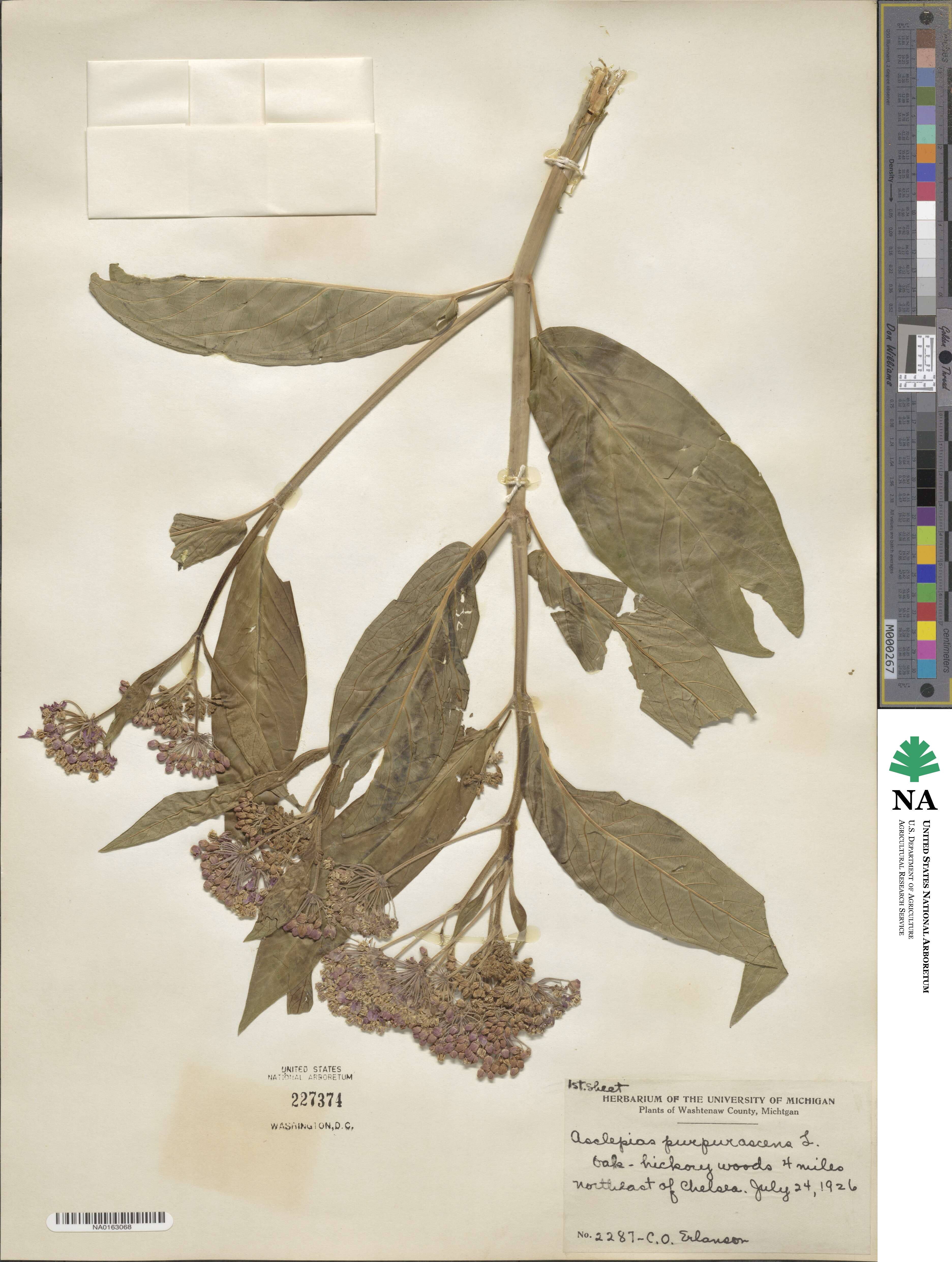Asclepias purpurascens image