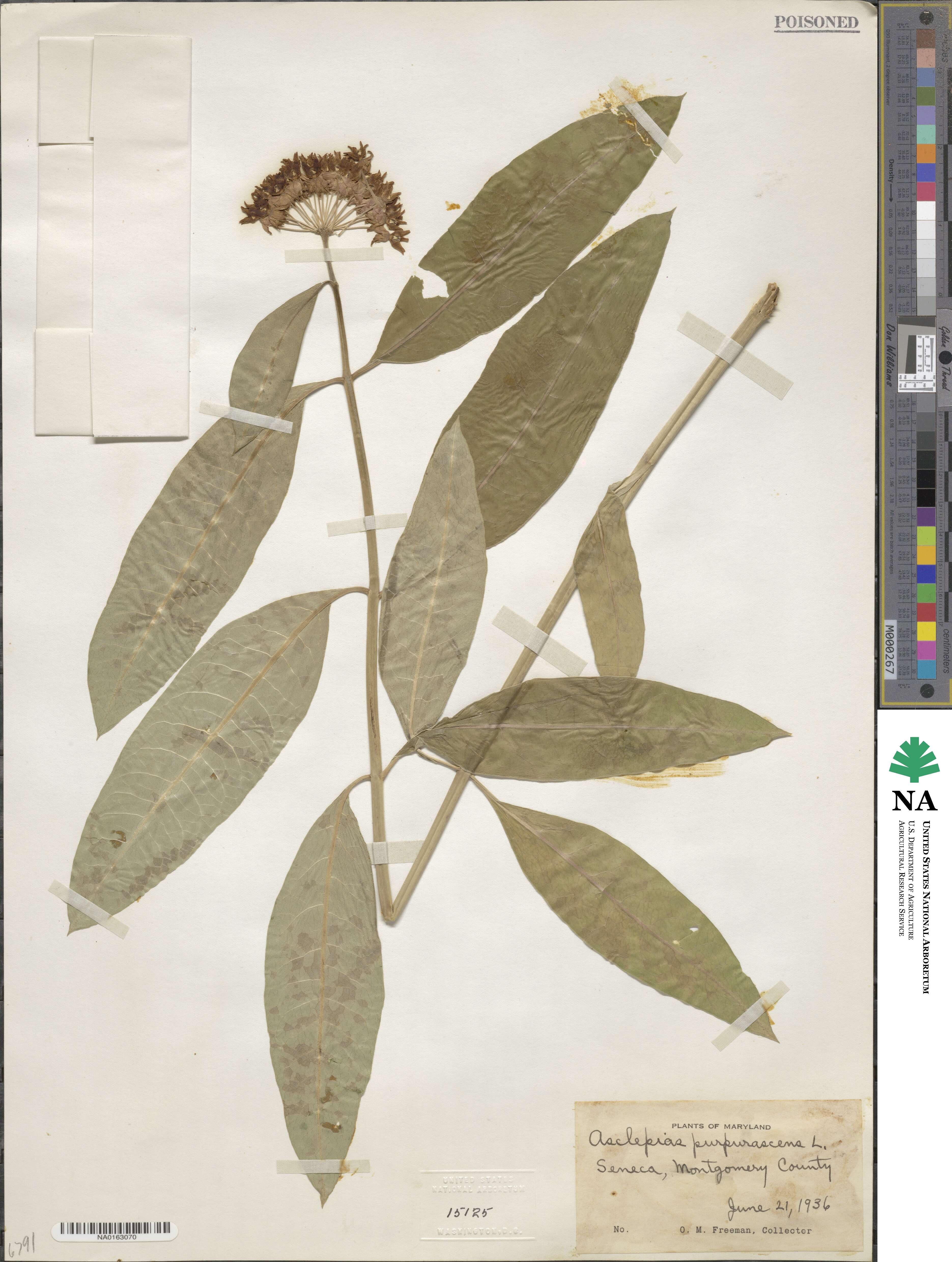 Asclepias purpurascens image