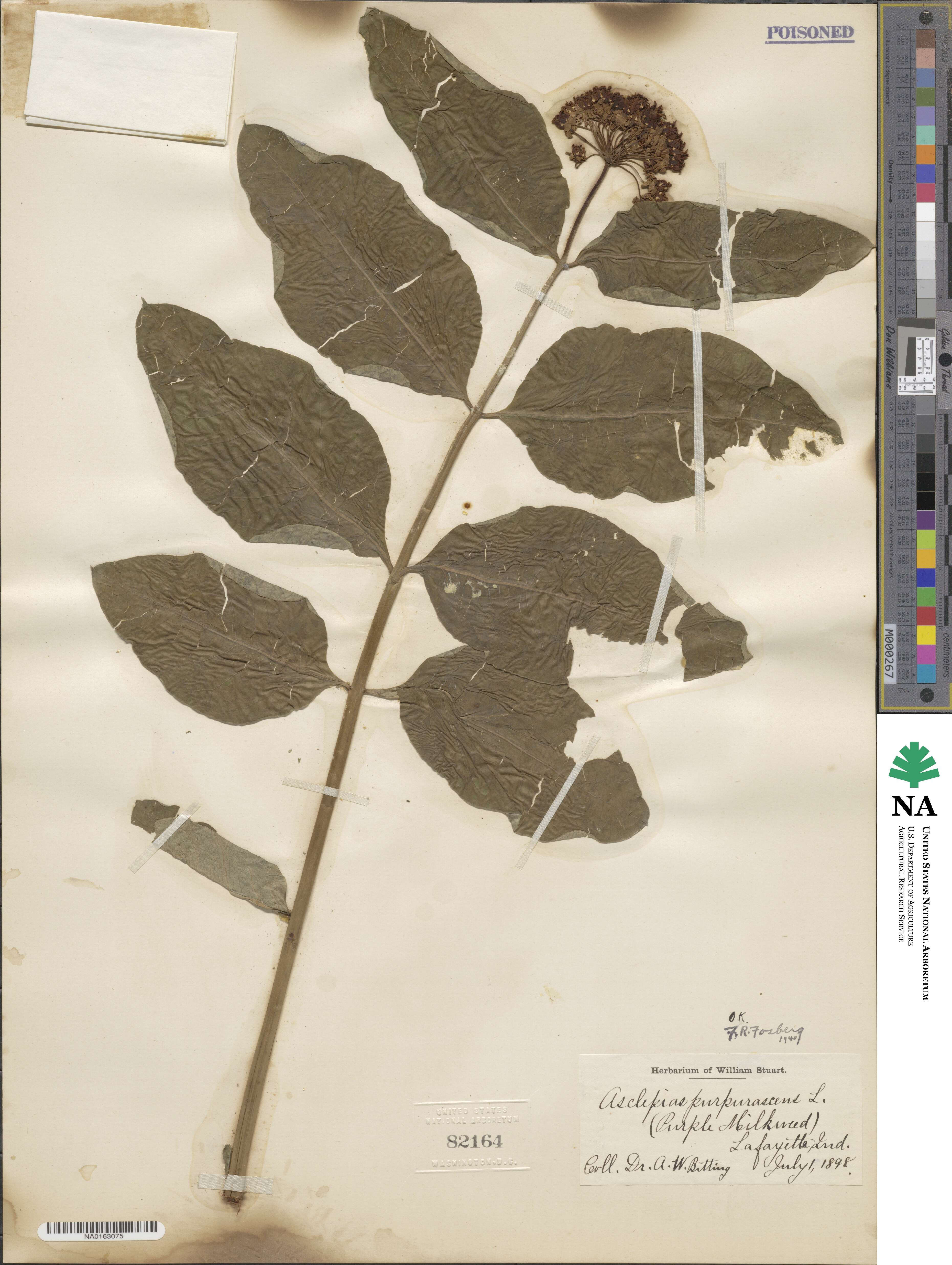 Asclepias purpurascens image