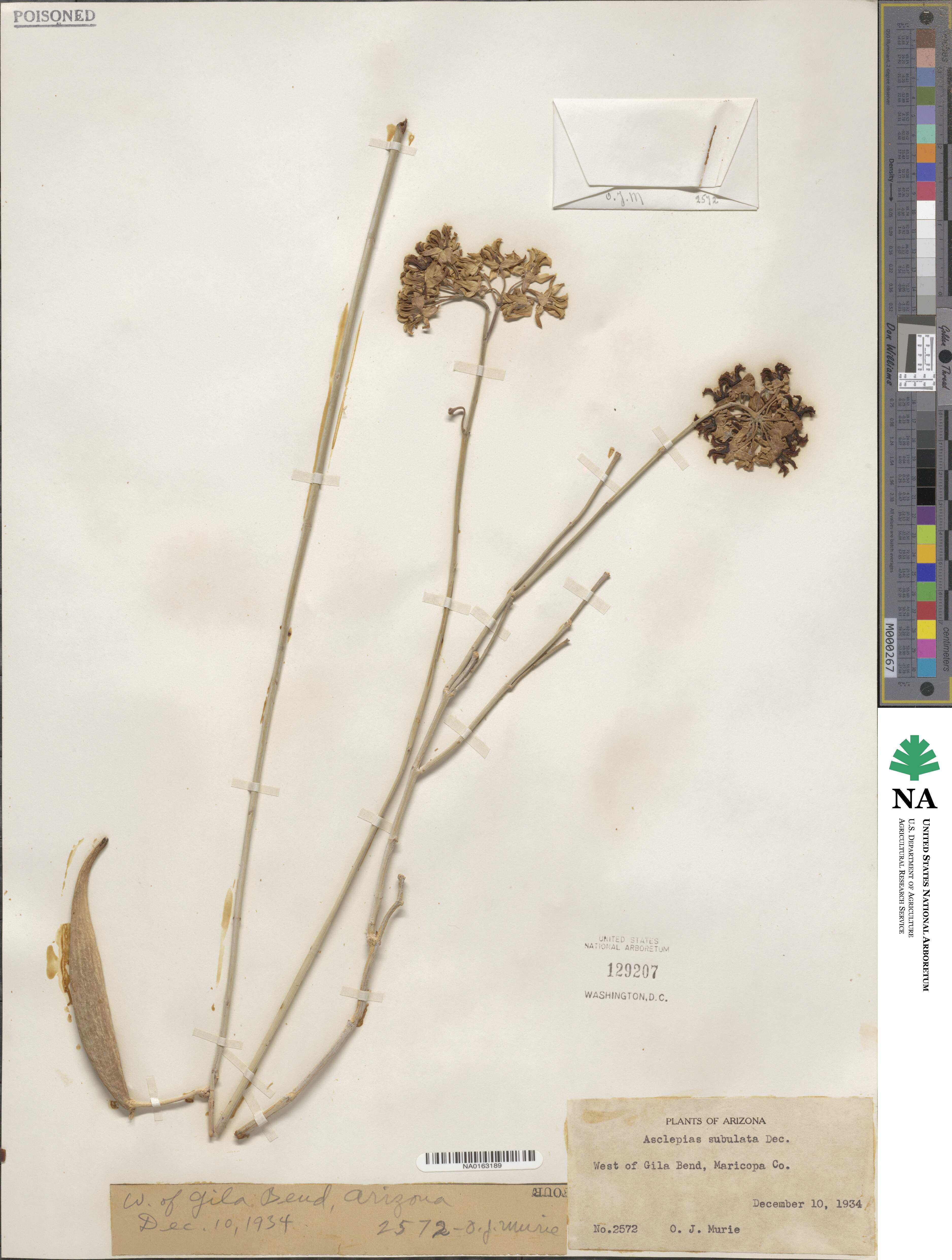 Asclepias subulata image
