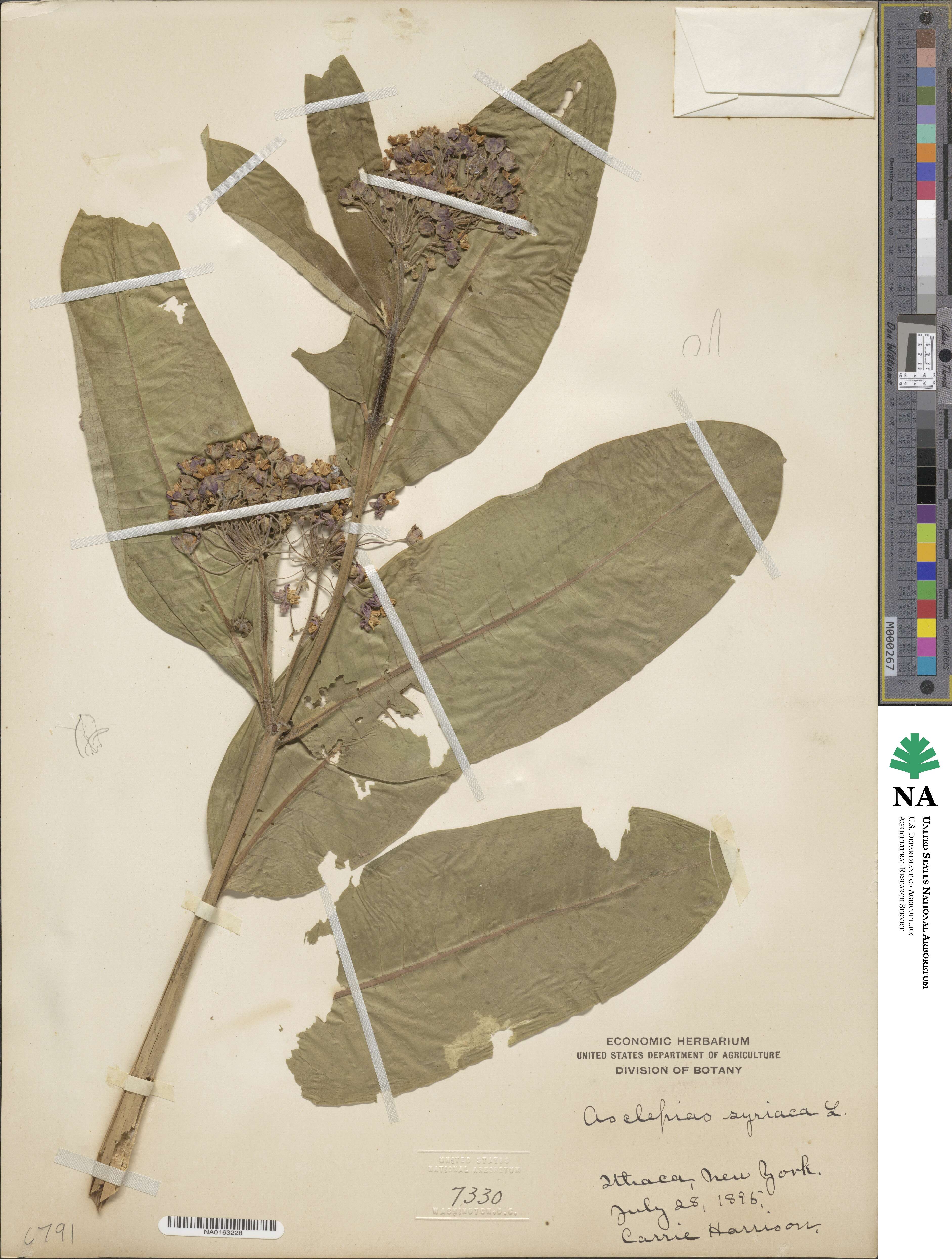 Asclepias syriaca image