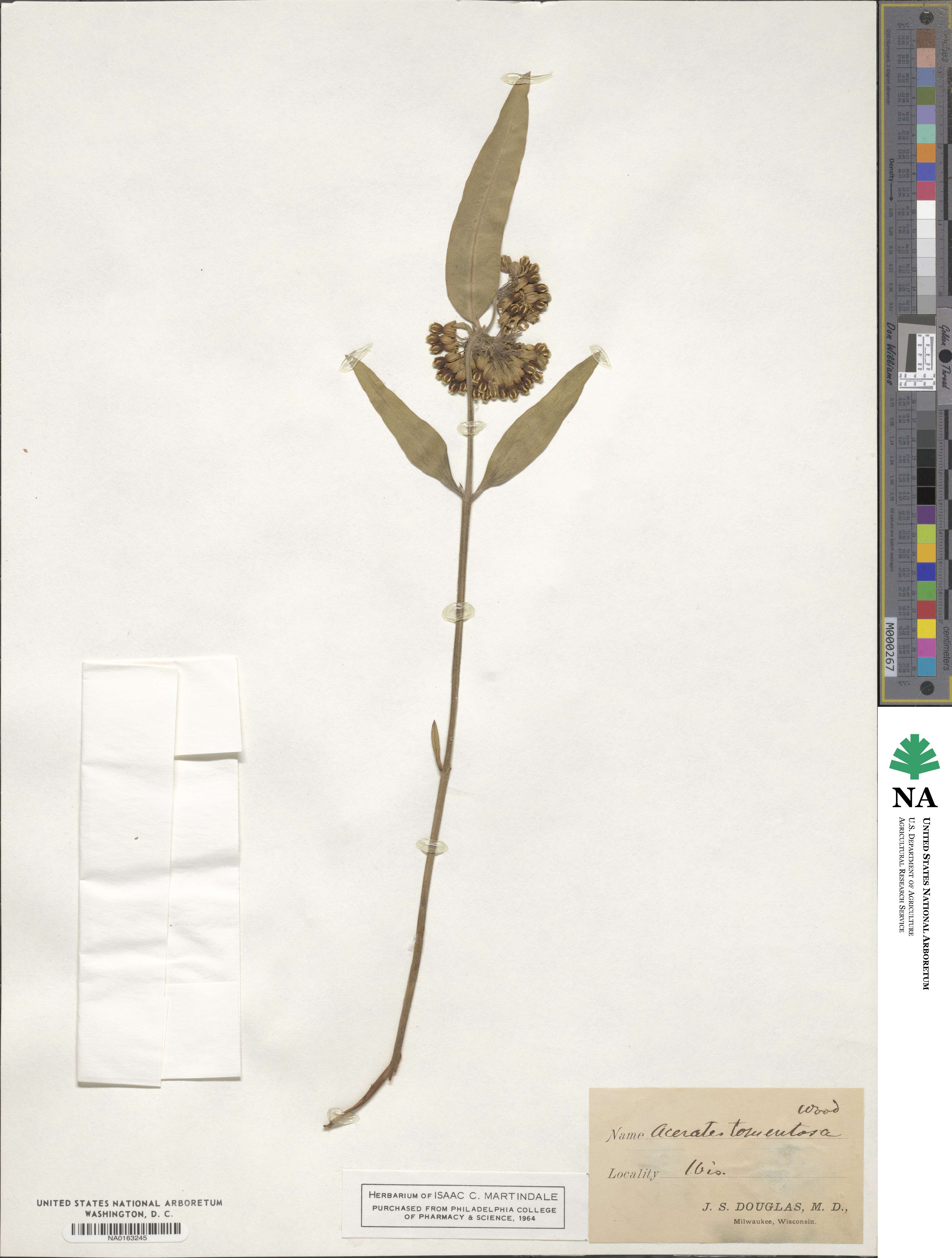 Asclepias tomentosa image