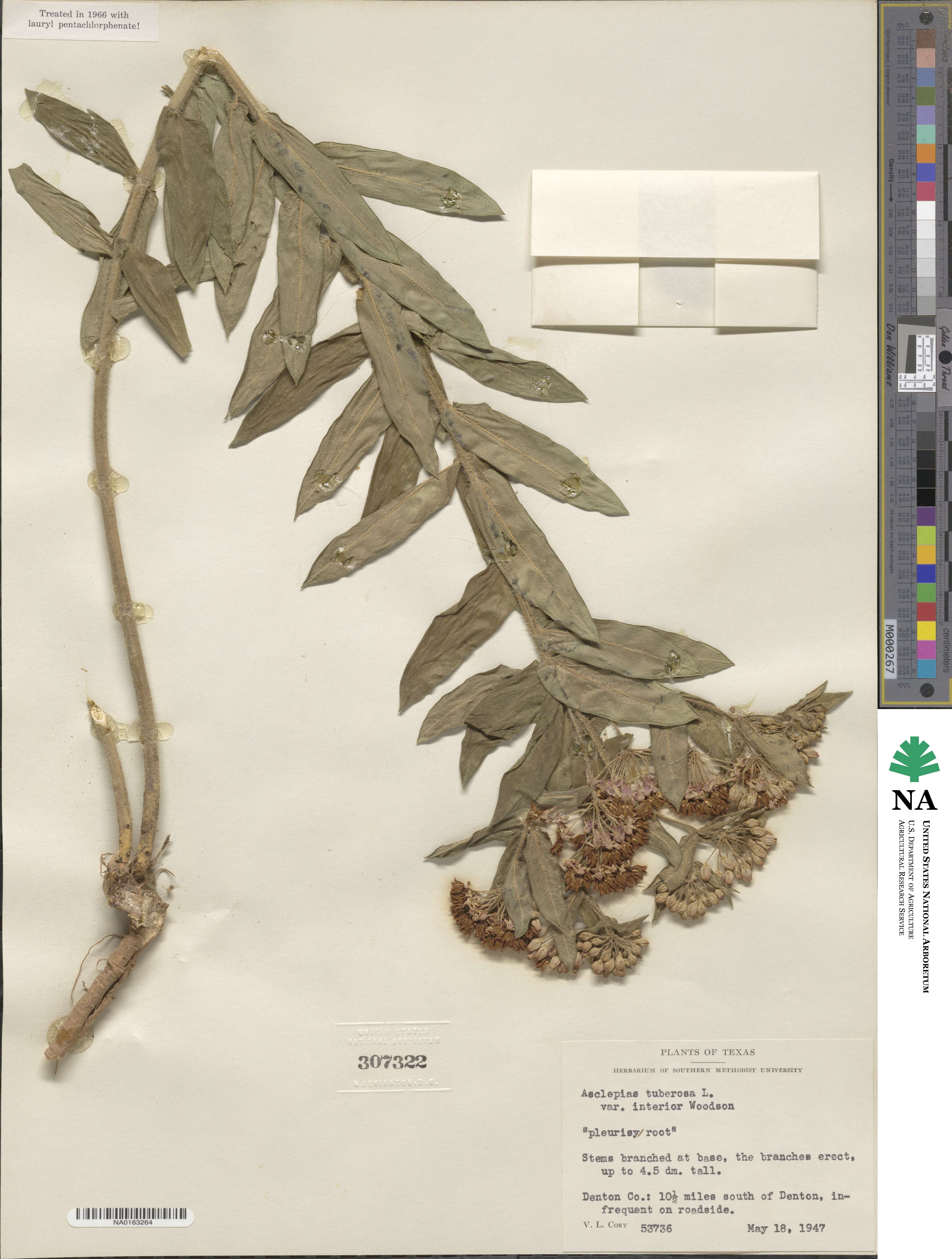 Asclepias tuberosa subsp. tuberosa image