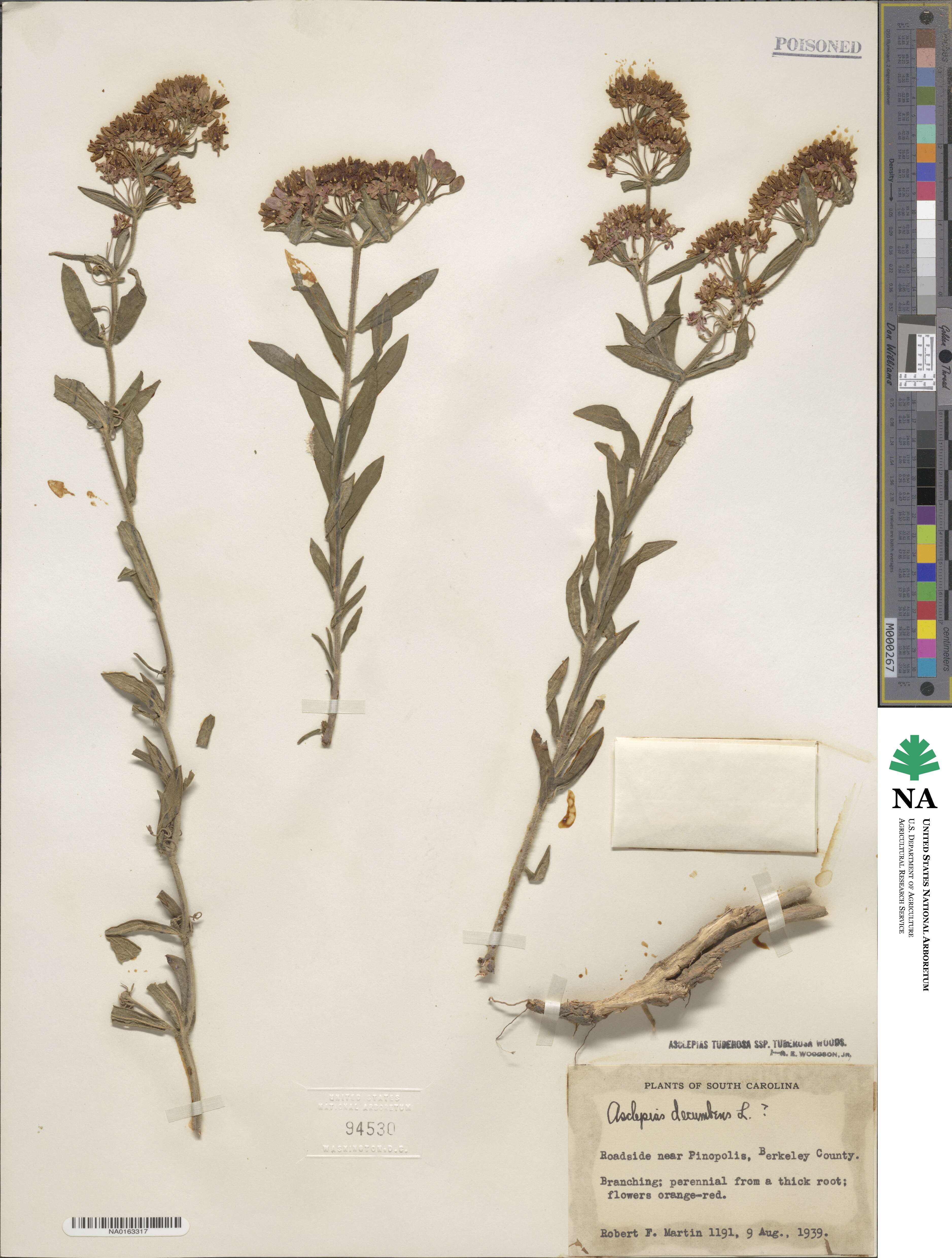 Asclepias tuberosa subsp. tuberosa image