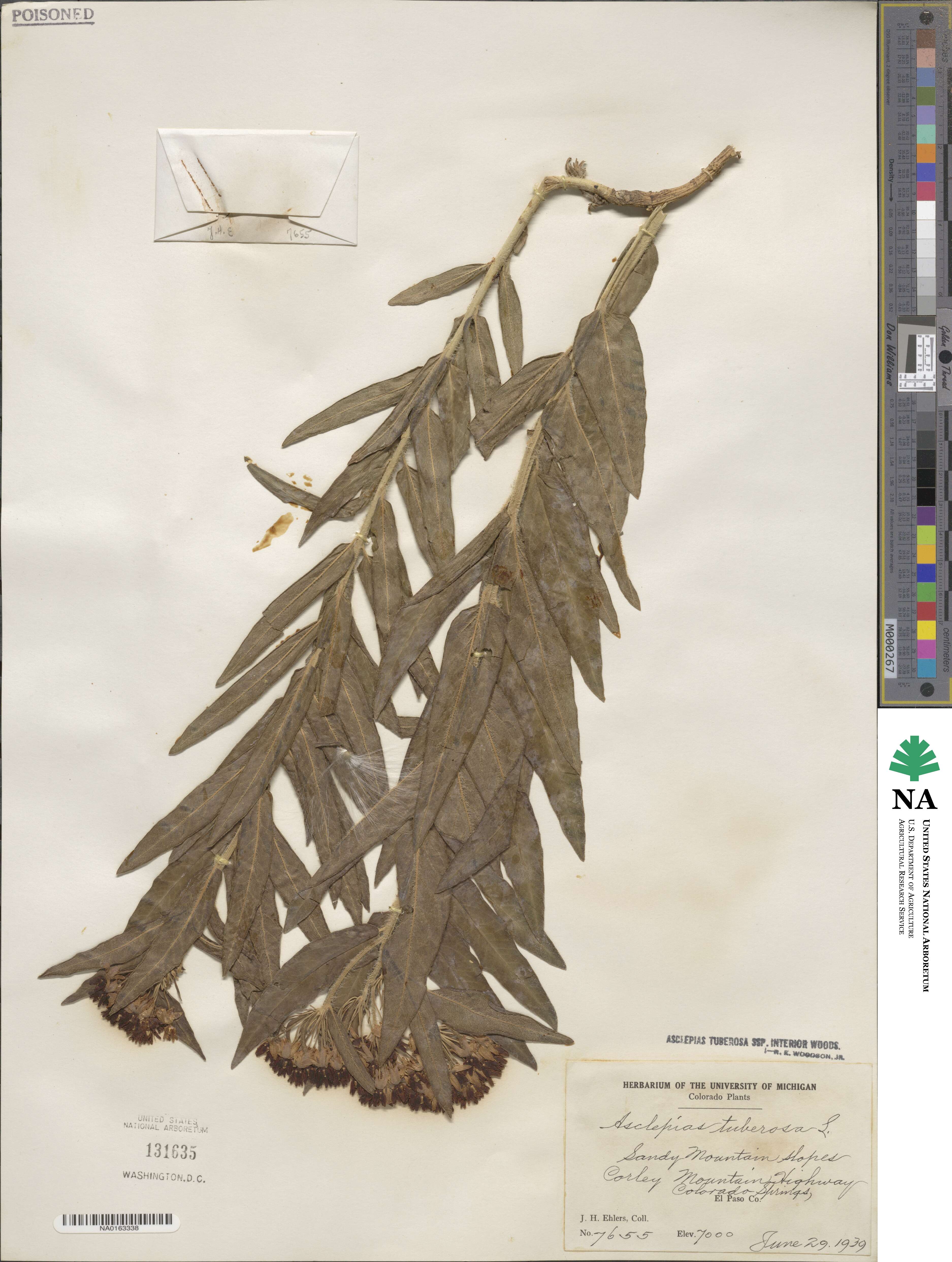 Asclepias tuberosa image