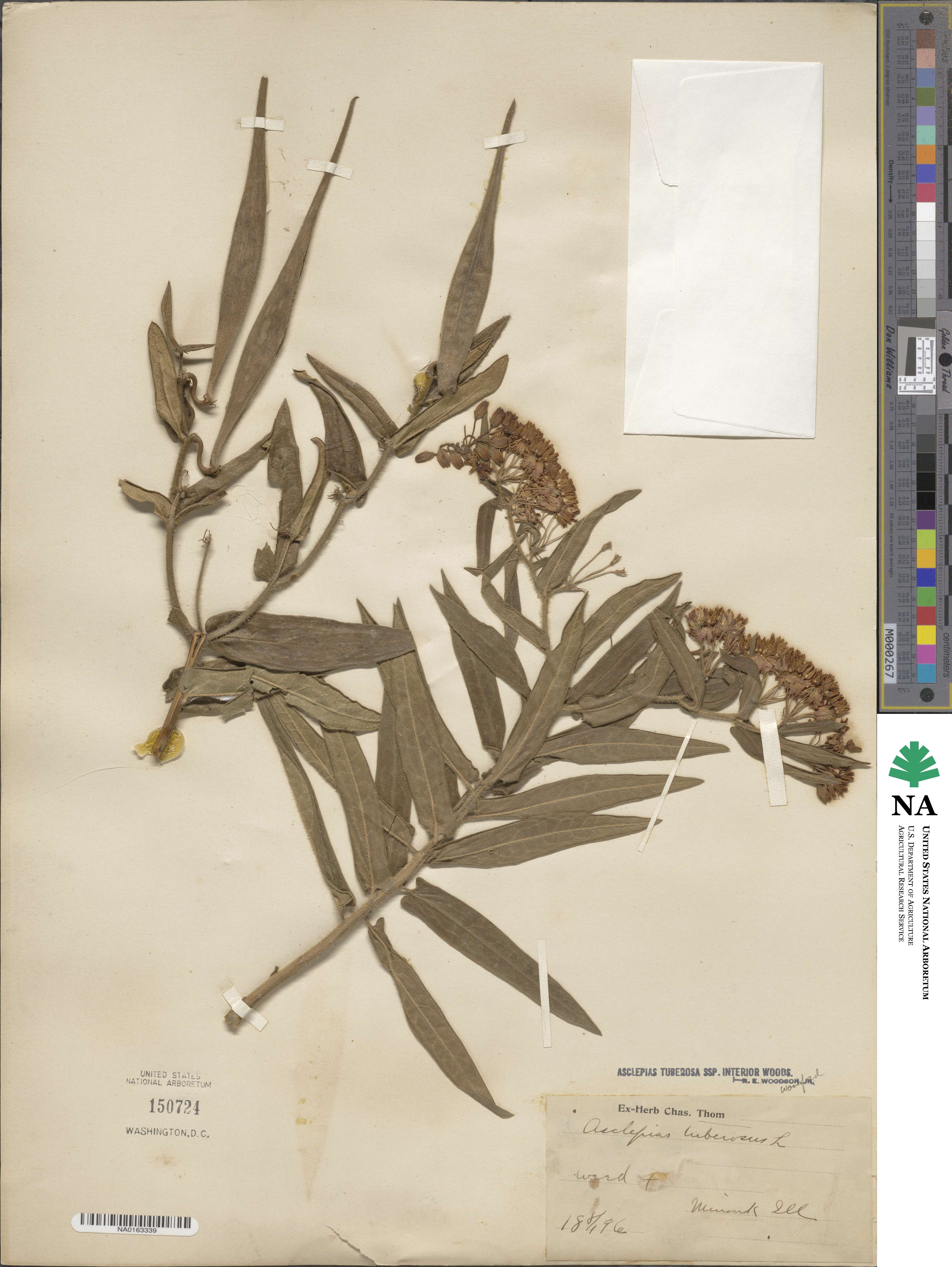 Asclepias tuberosa subsp. tuberosa image