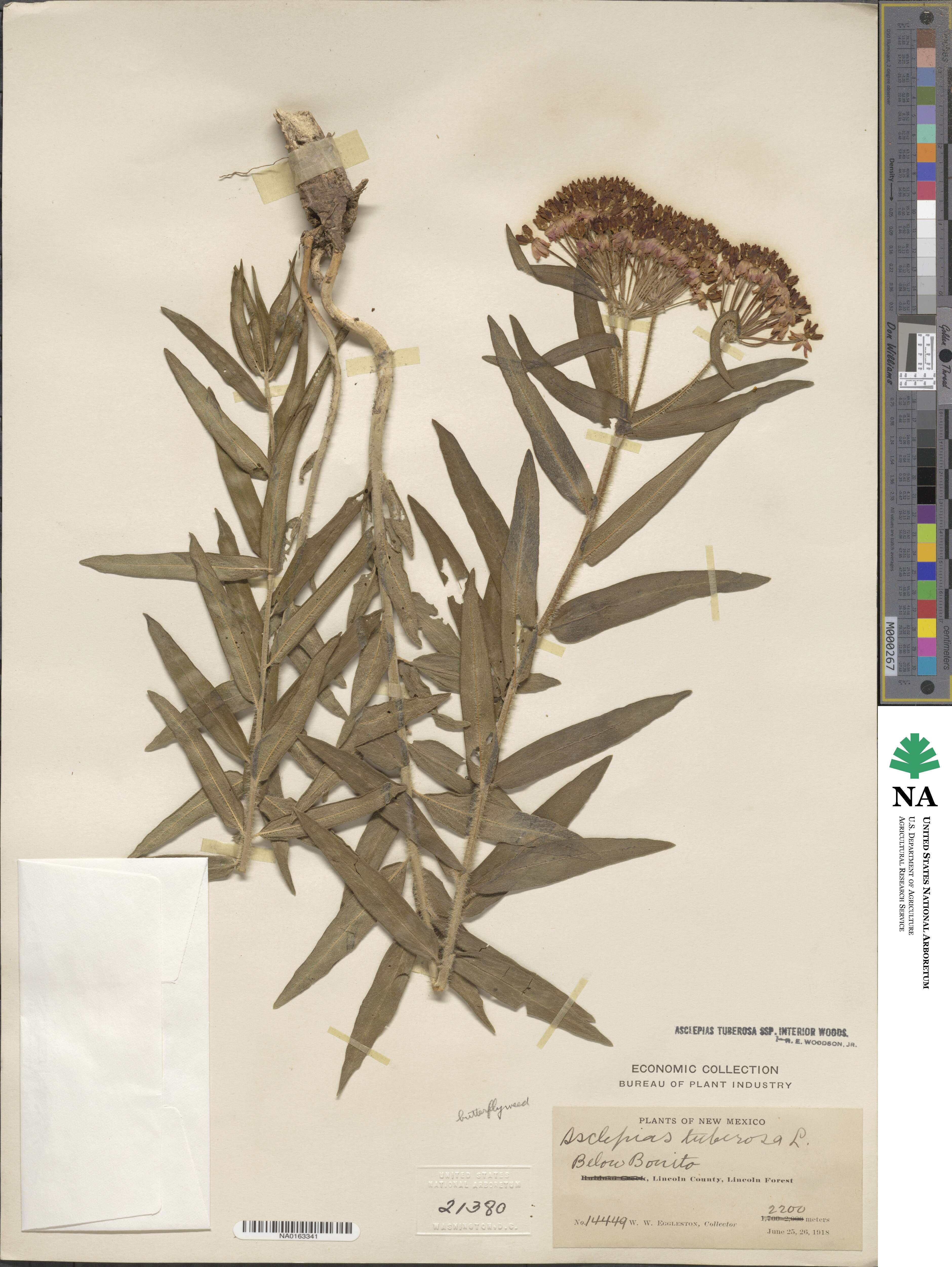 Asclepias tuberosa subsp. tuberosa image