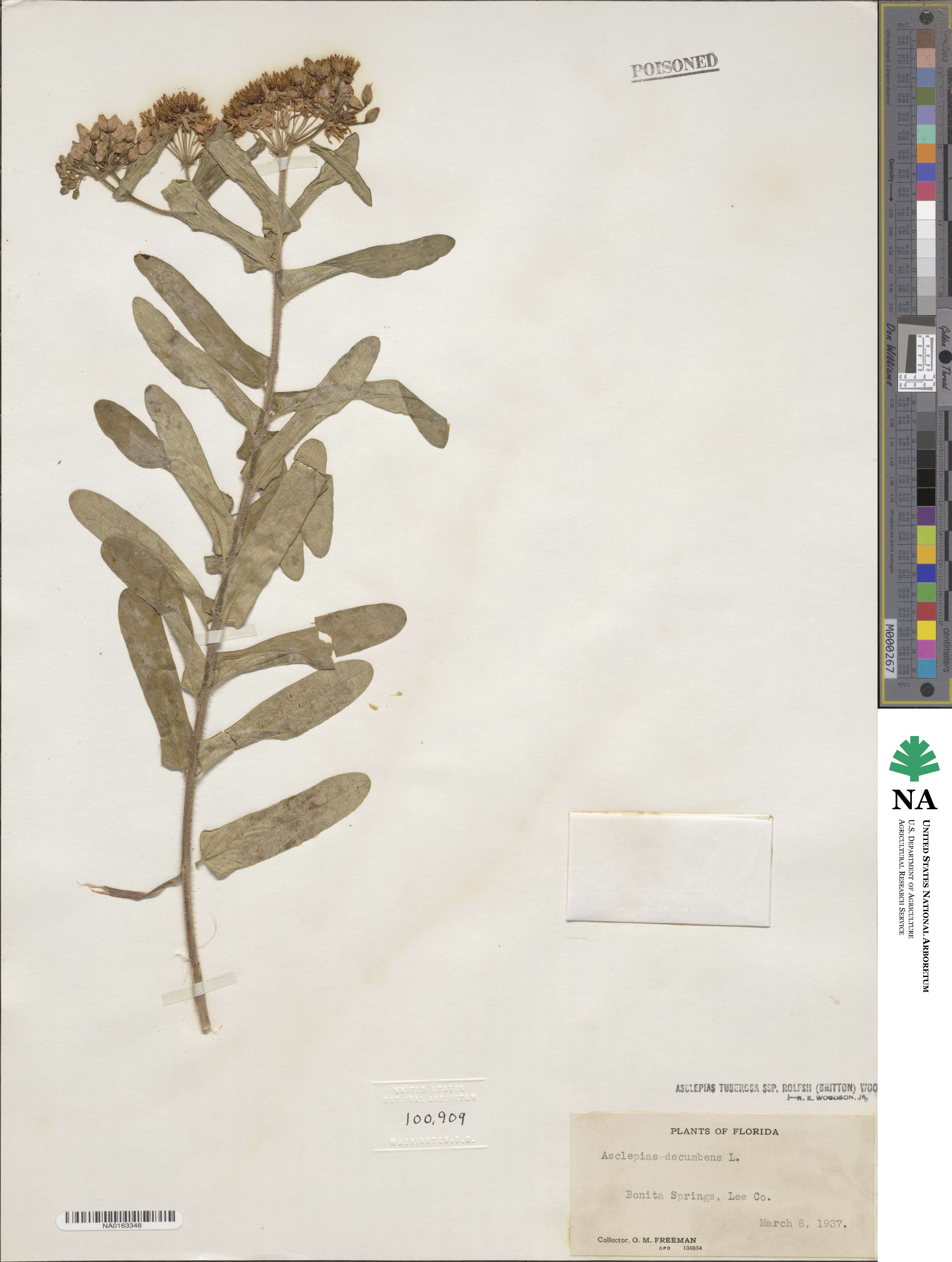 Asclepias tuberosa subsp. rolfsii image