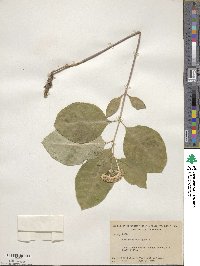 Asclepias variegata image