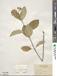 Asclepias variegata image
