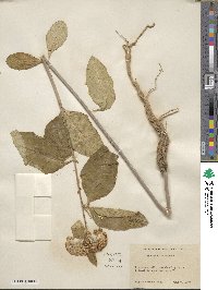 Asclepias variegata image