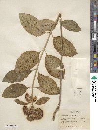 Asclepias variegata image