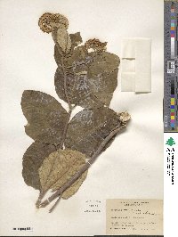 Asclepias variegata image