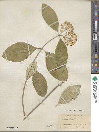 Asclepias variegata image