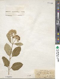 Asclepias variegata image