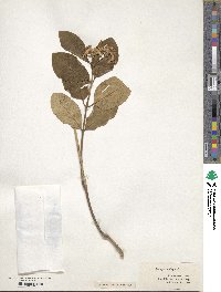 Asclepias variegata image
