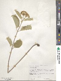 Asclepias variegata image