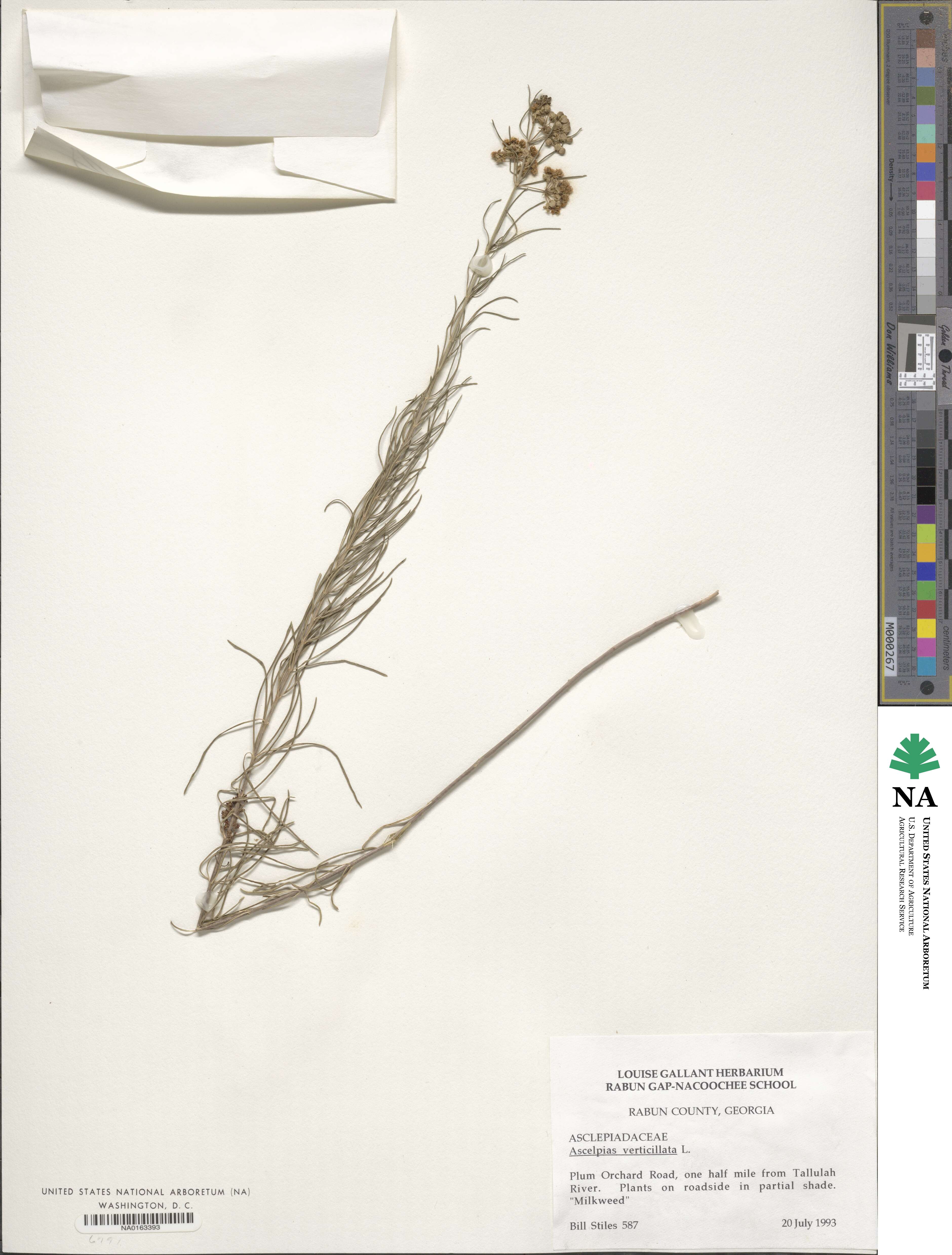 Asclepias verticillata image