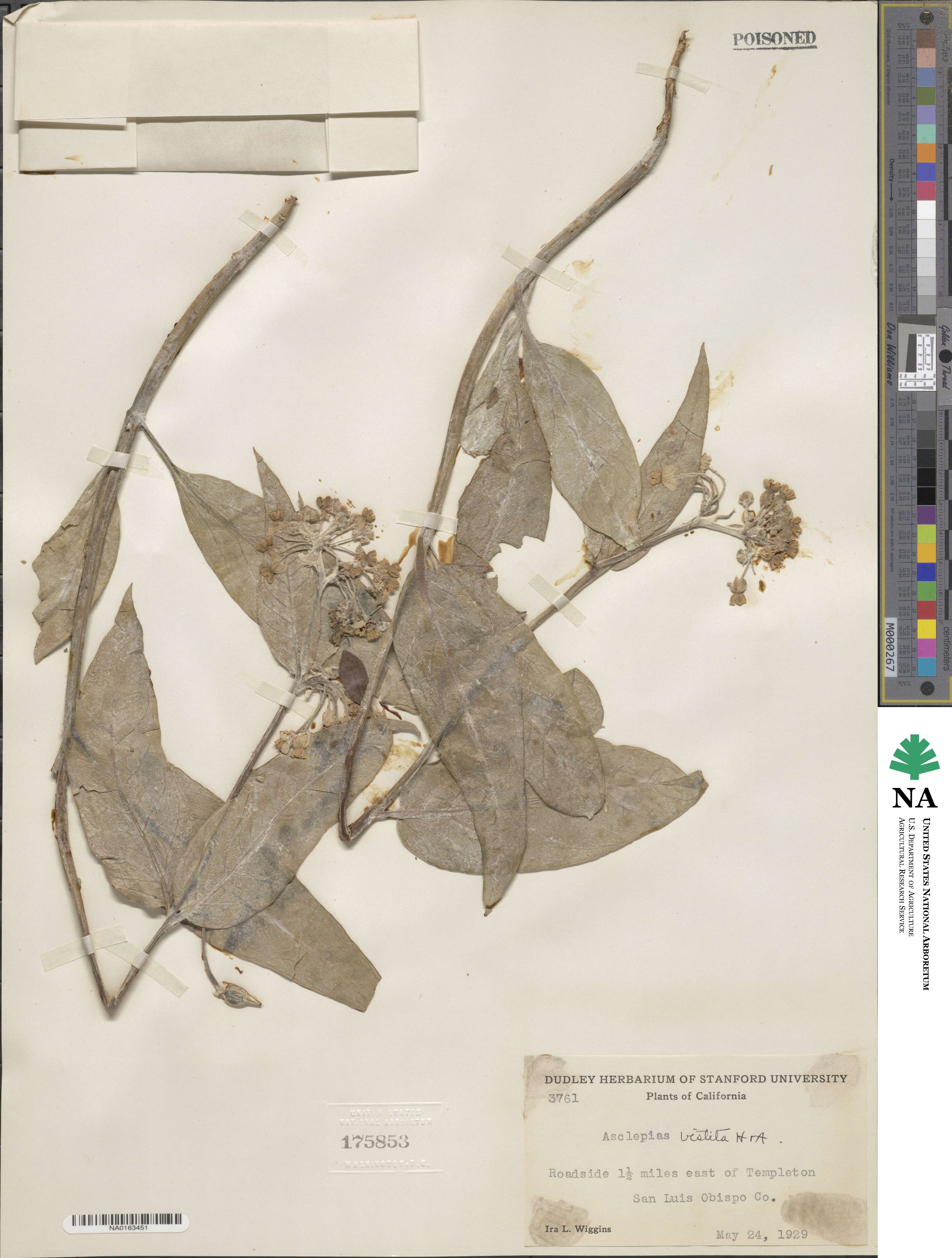 Asclepias vestita image