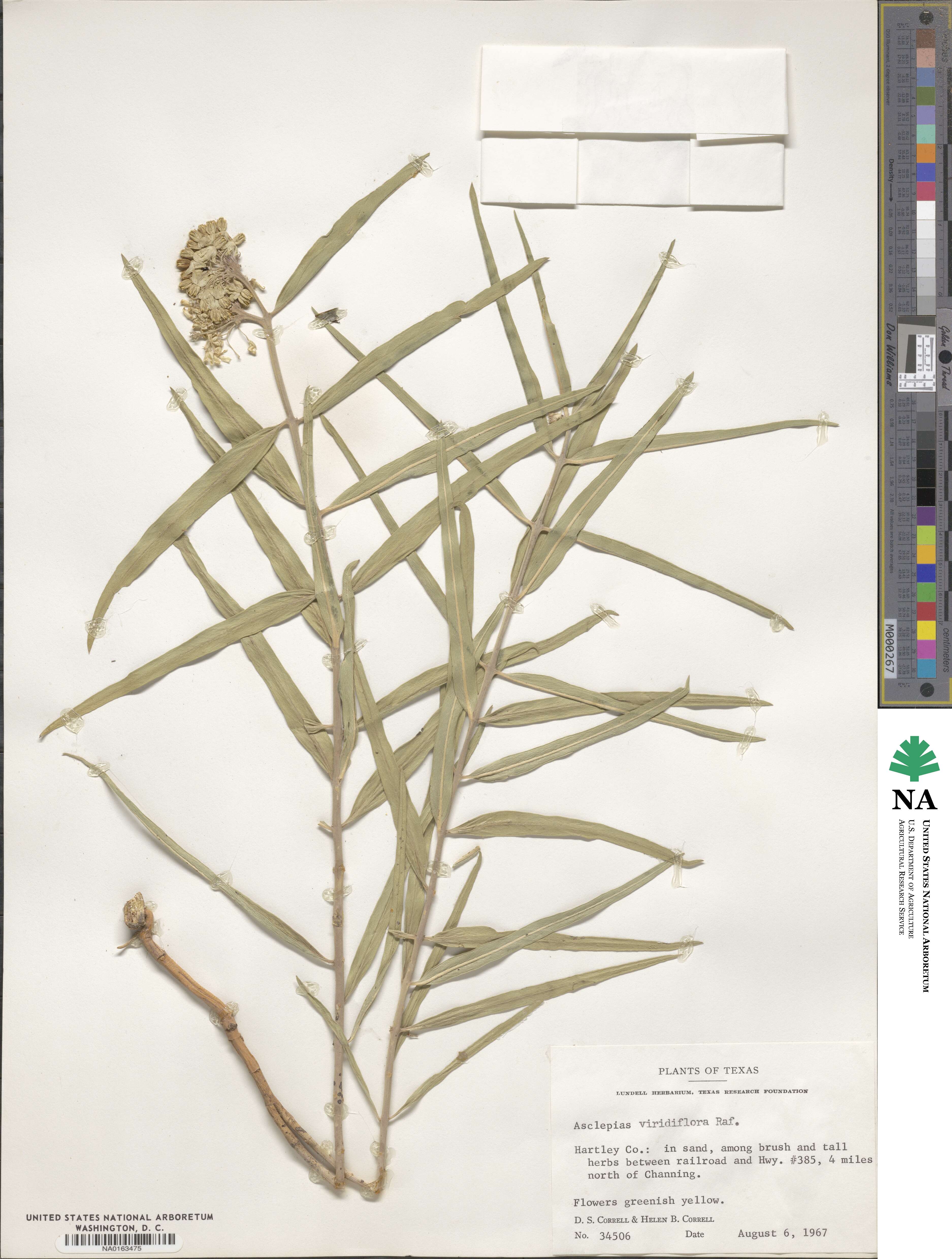 Asclepias viridiflora image
