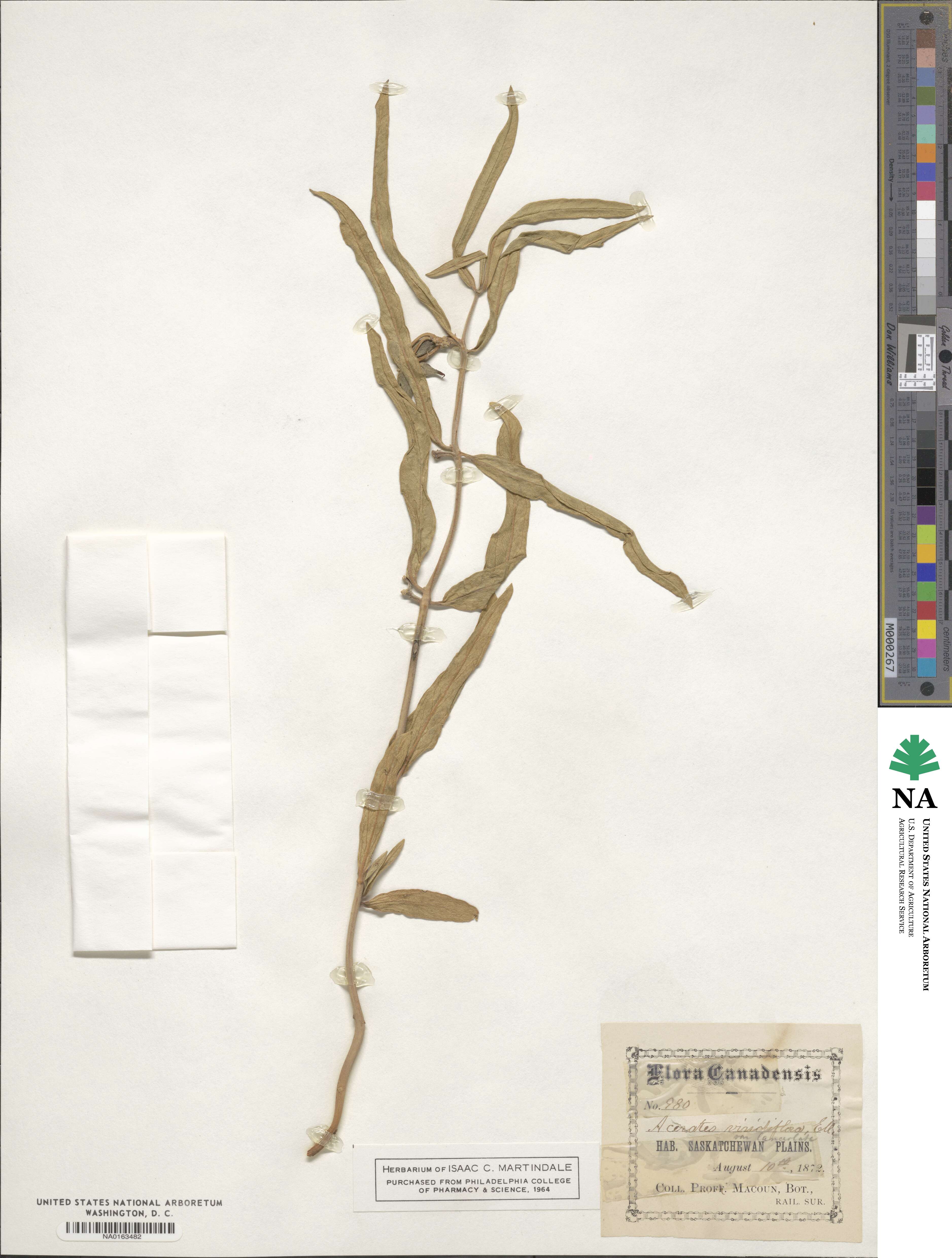 Asclepias viridiflora image