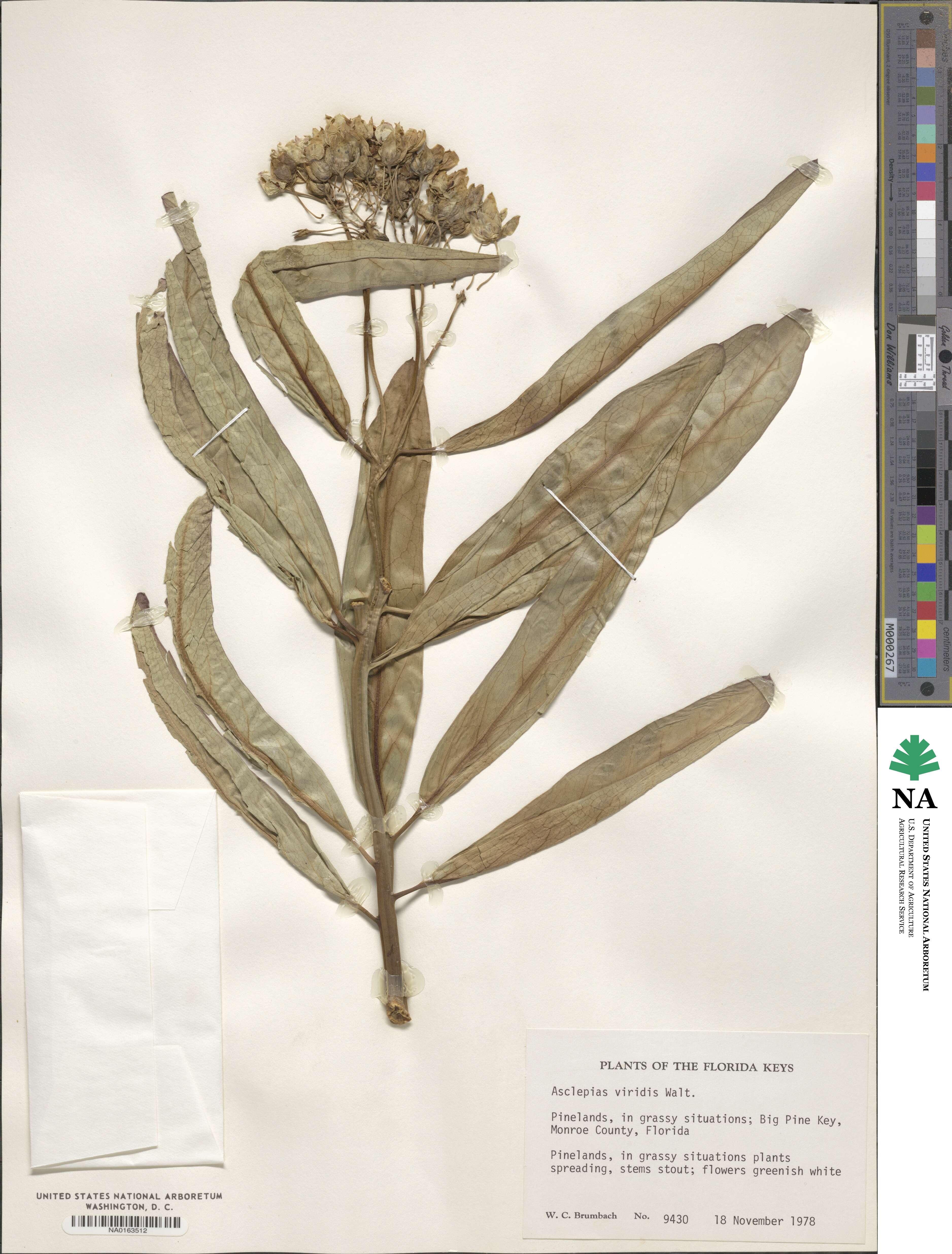 Asclepias viridis image