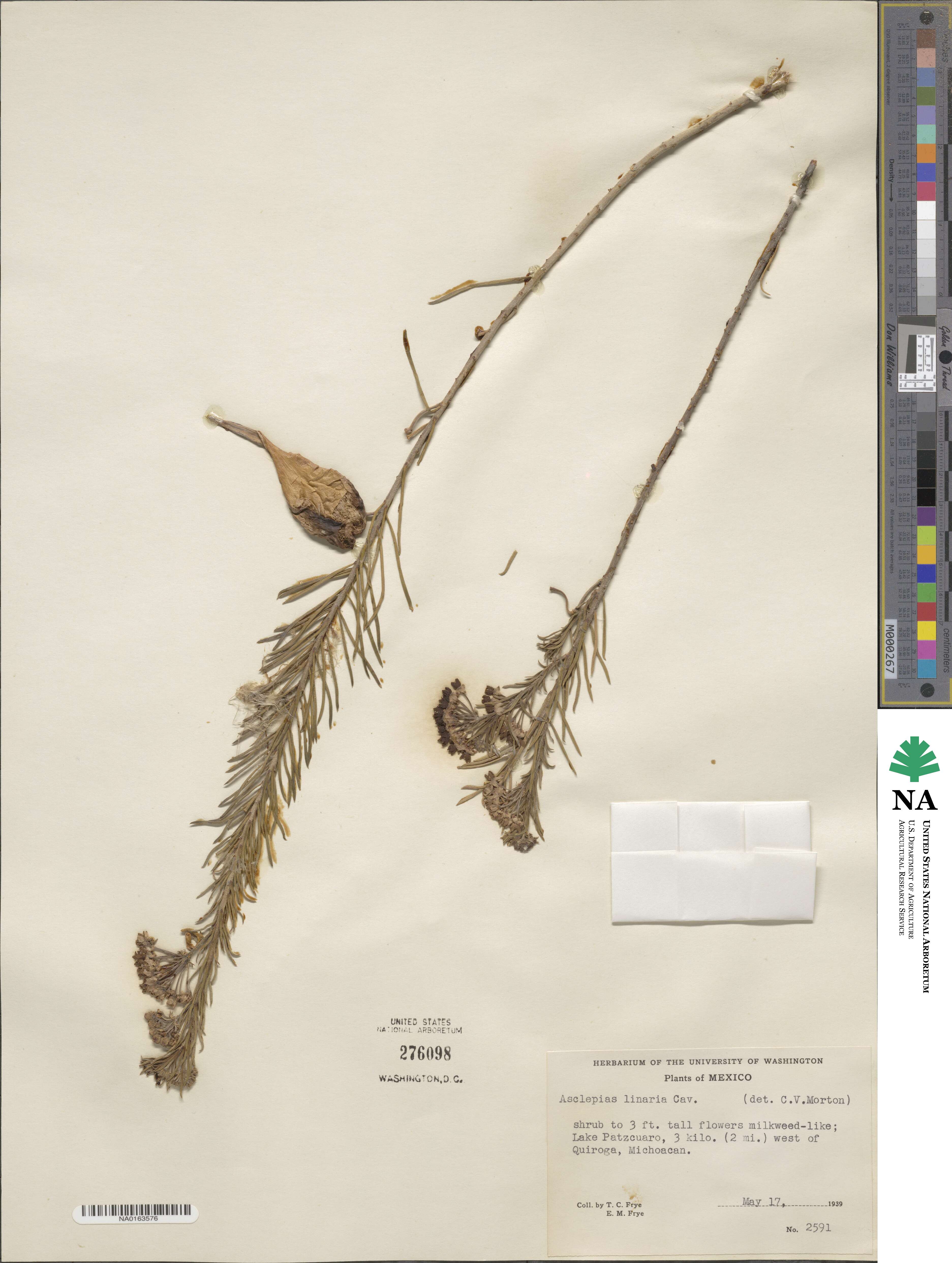 Asclepias linaria image
