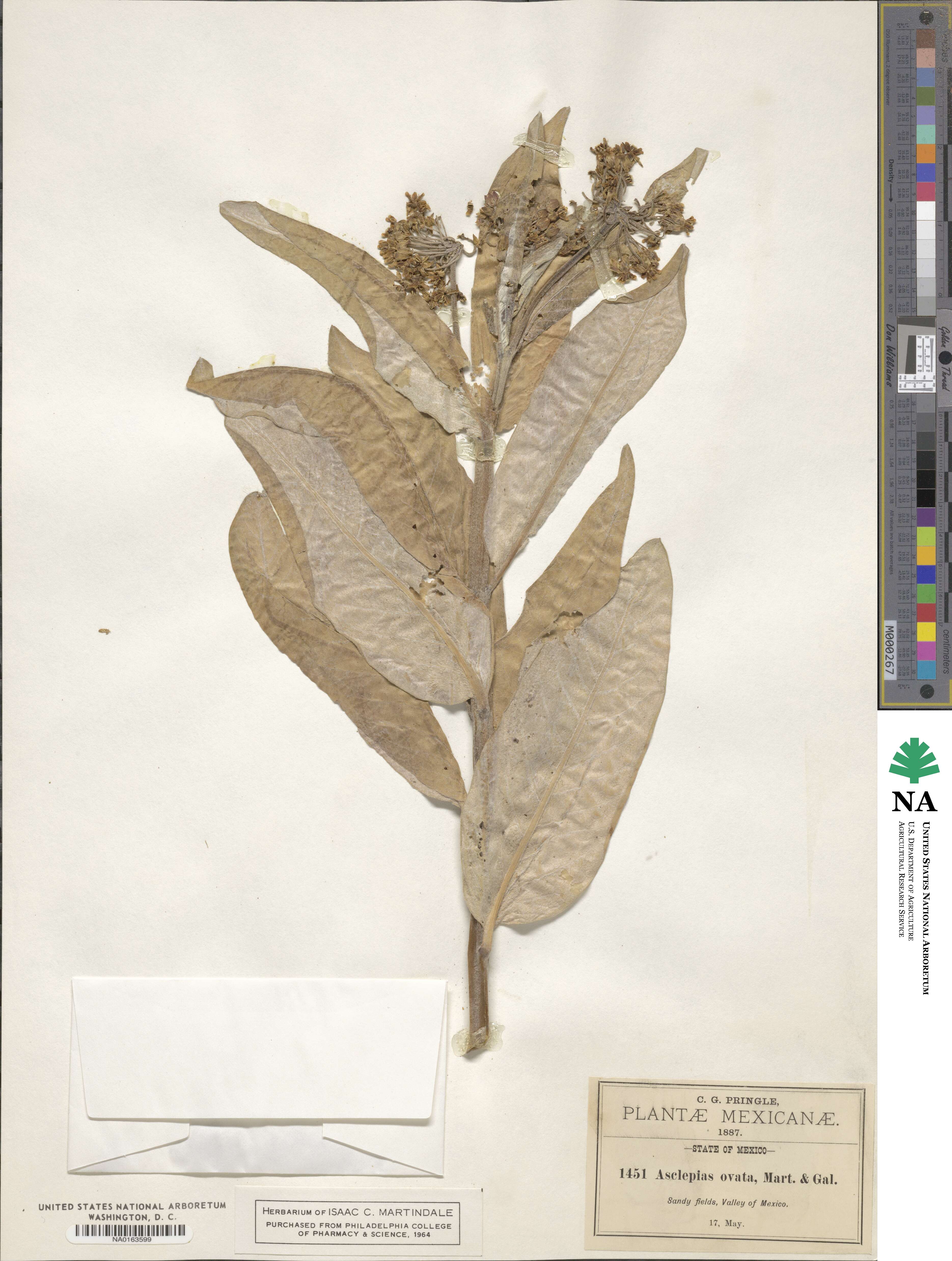 Asclepias ovata image
