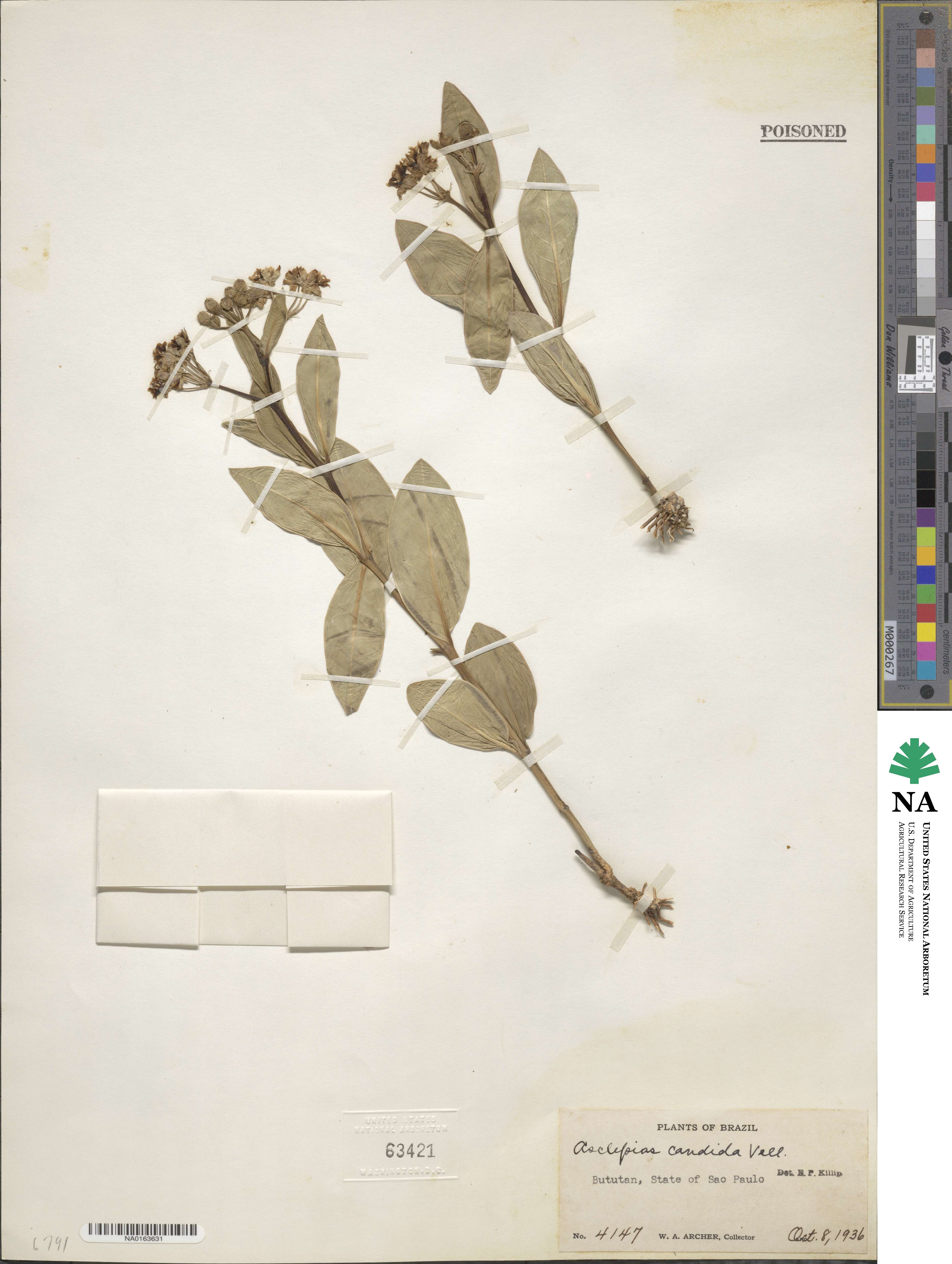 Asclepias candida image