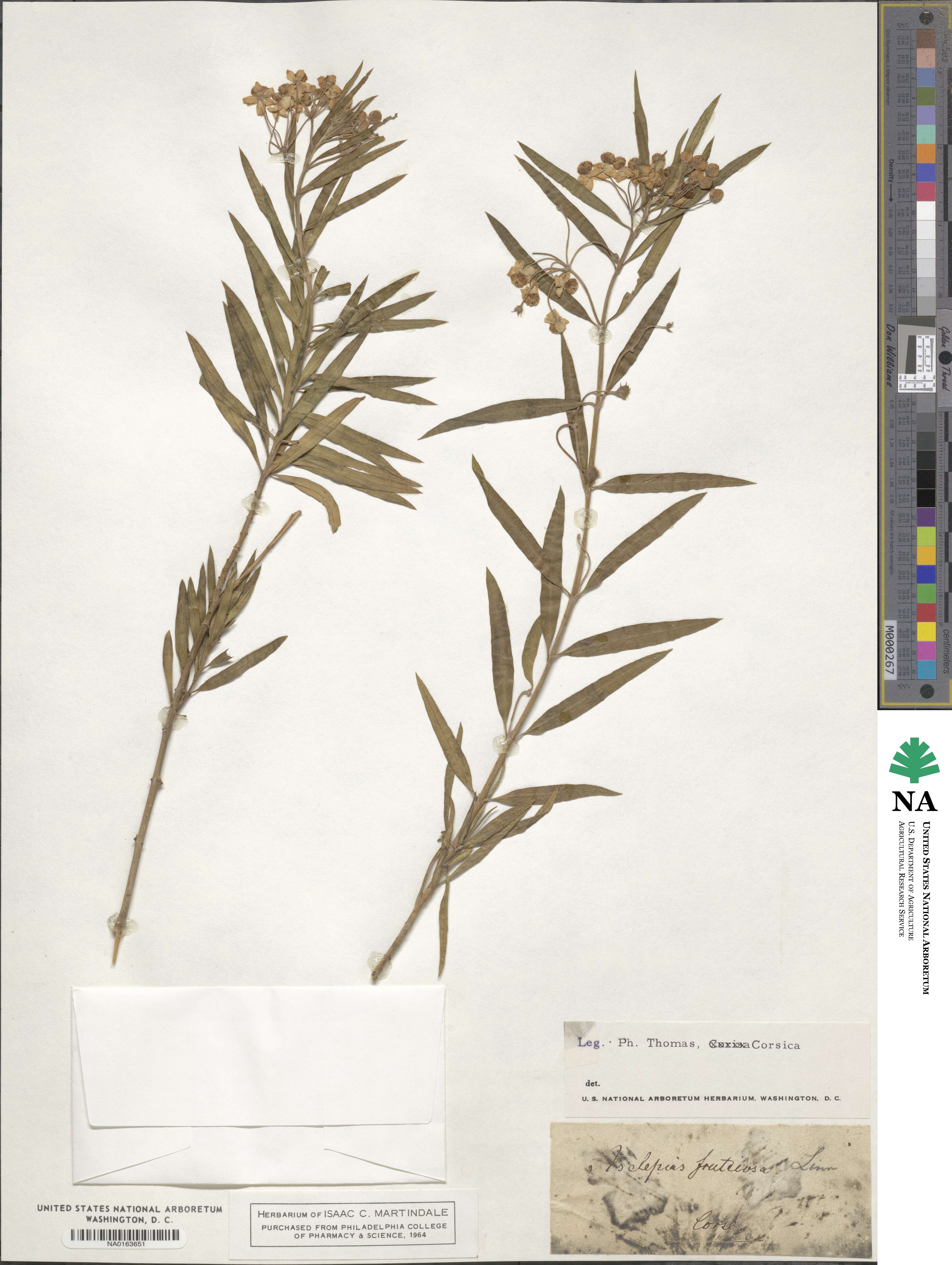 Gomphocarpus fruticosus subsp. fruticosus image