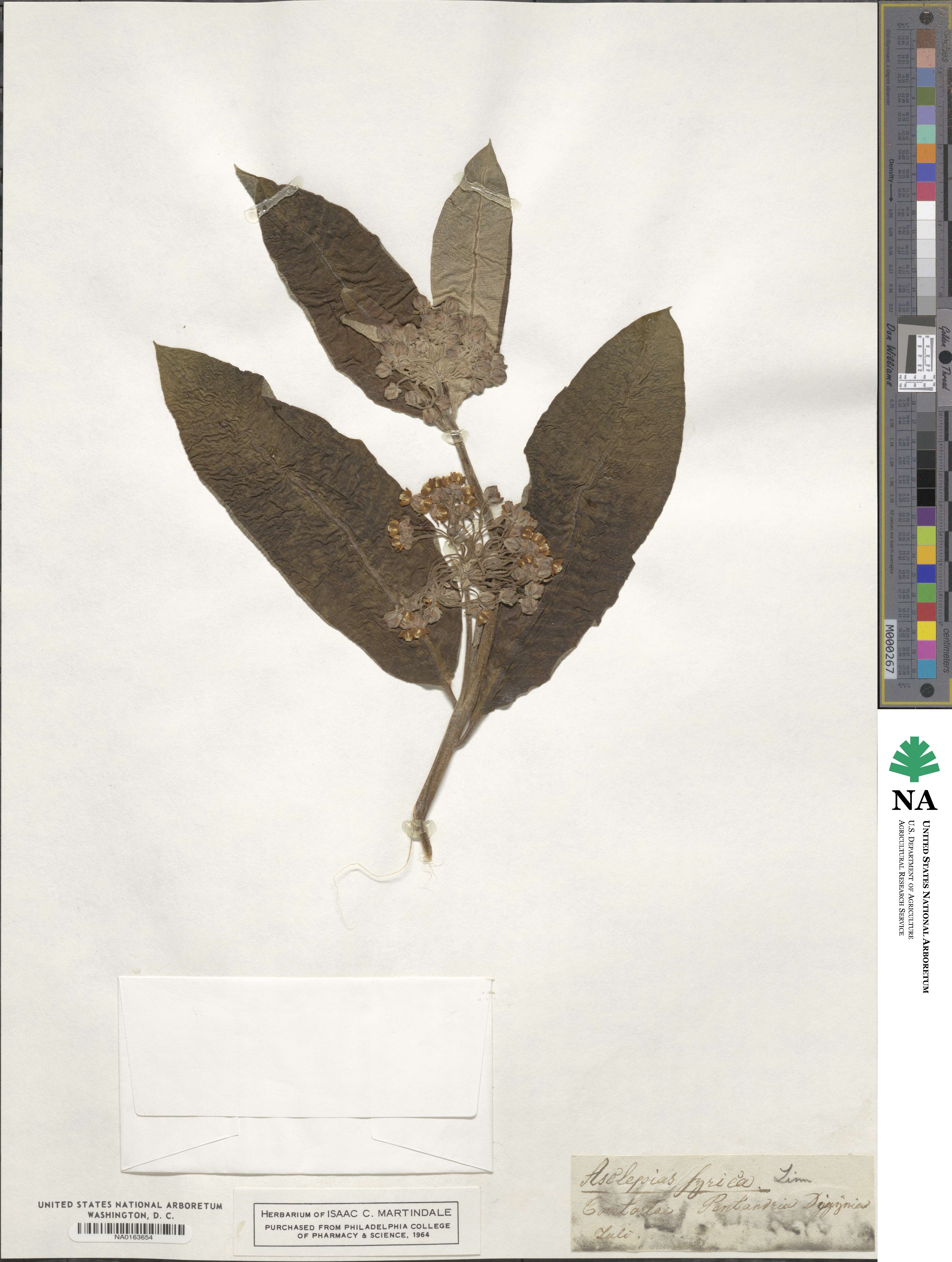 Asclepias syriaca image
