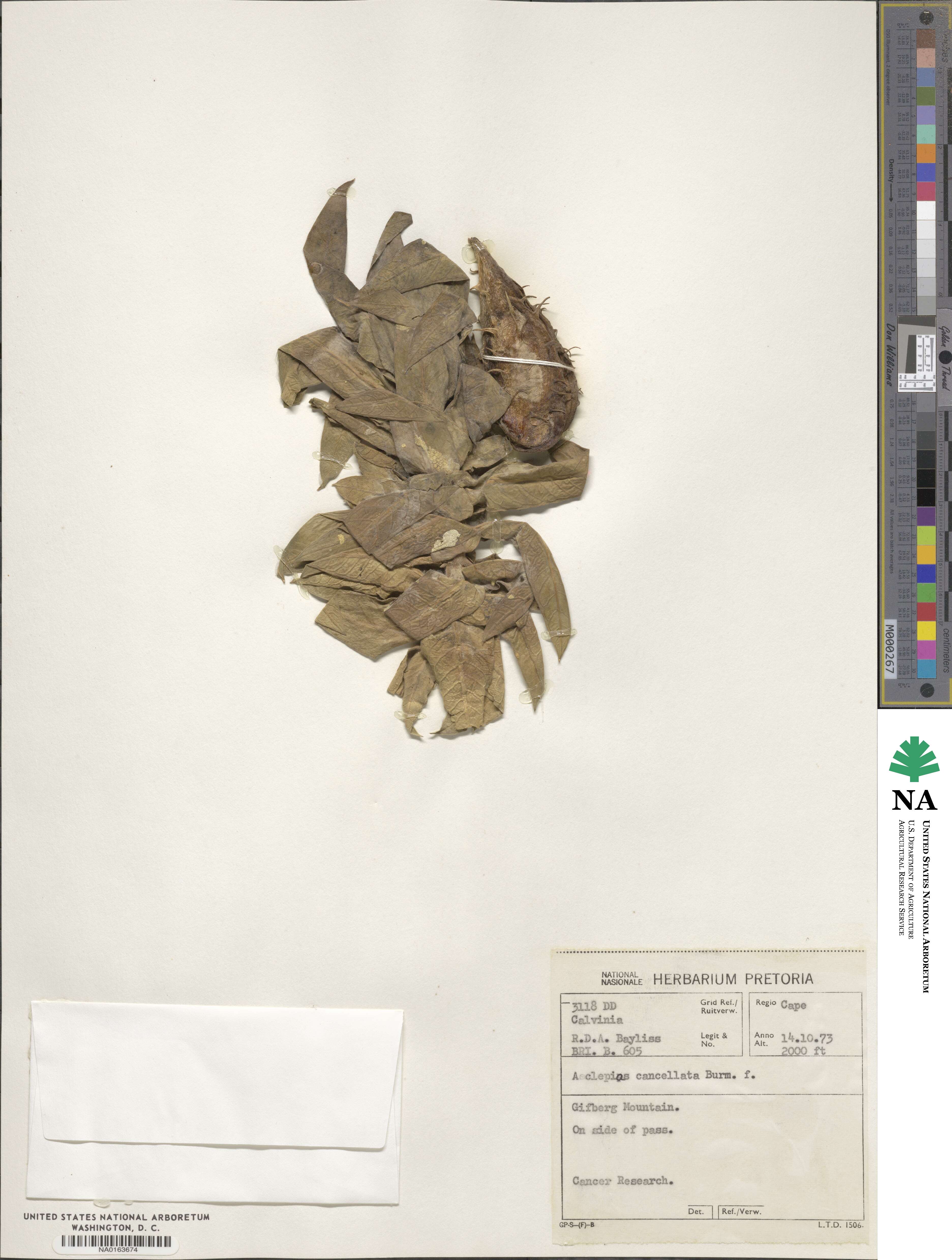 Gomphocarpus cancellatus image