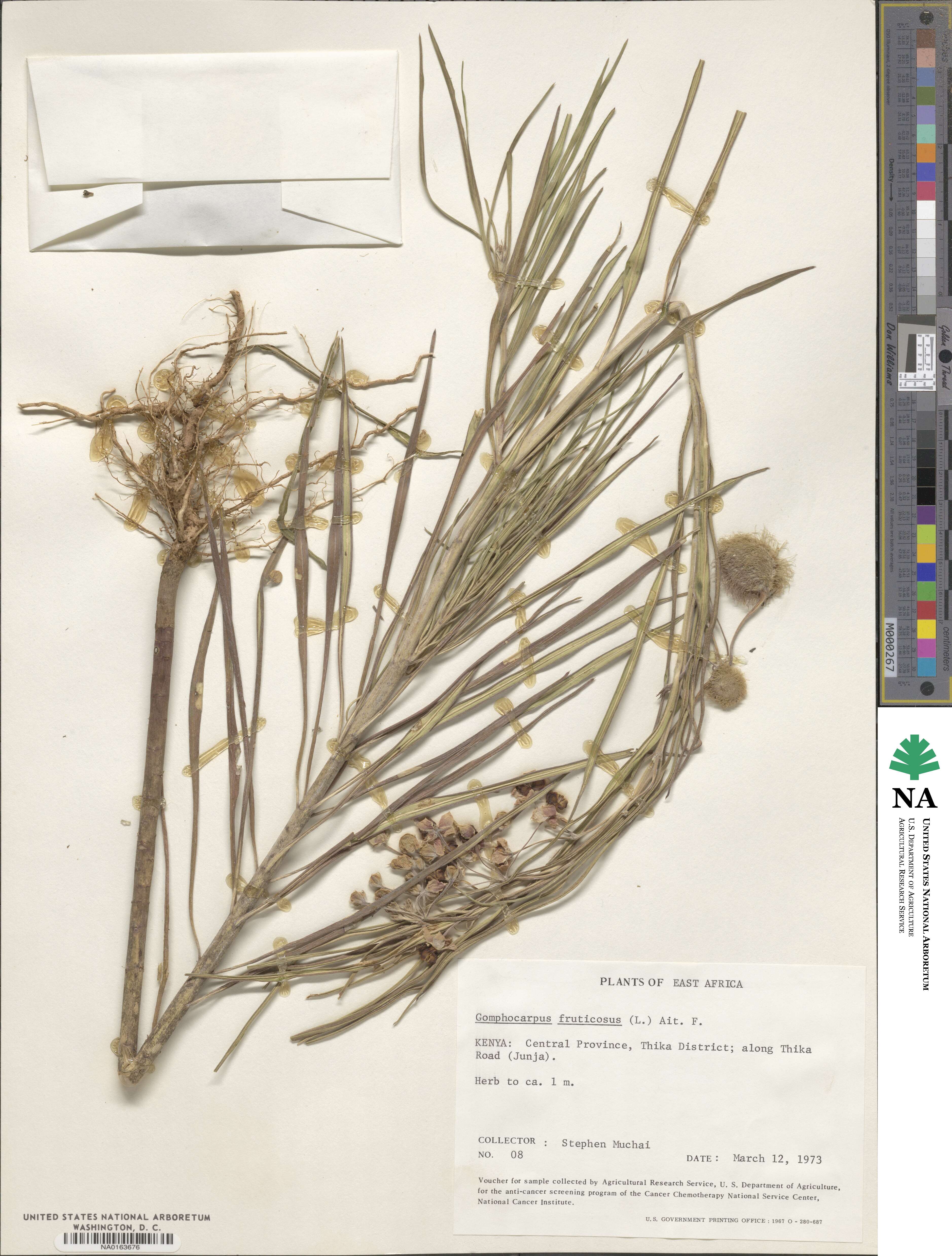 Gomphocarpus fruticosus image