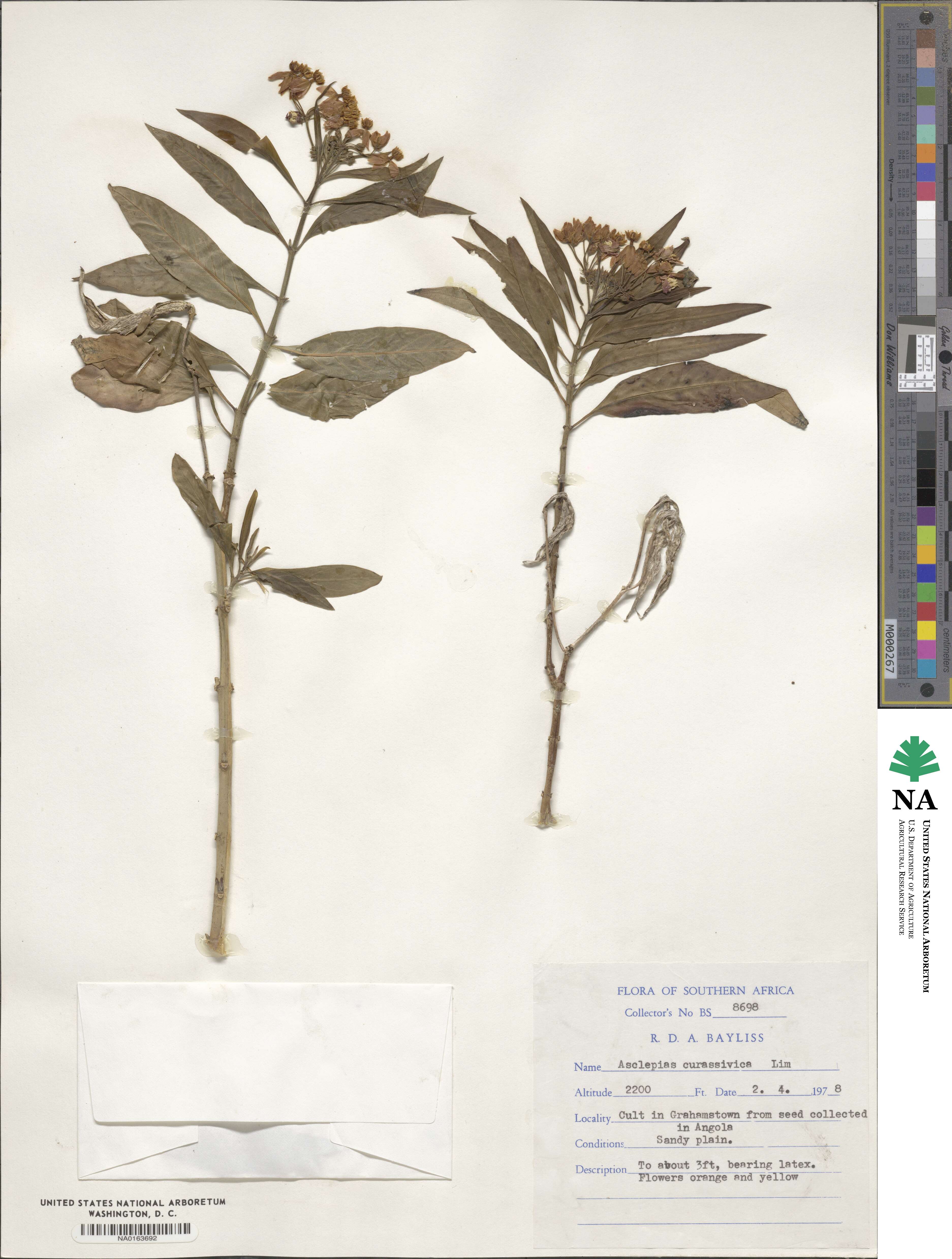 Asclepias curassavica image