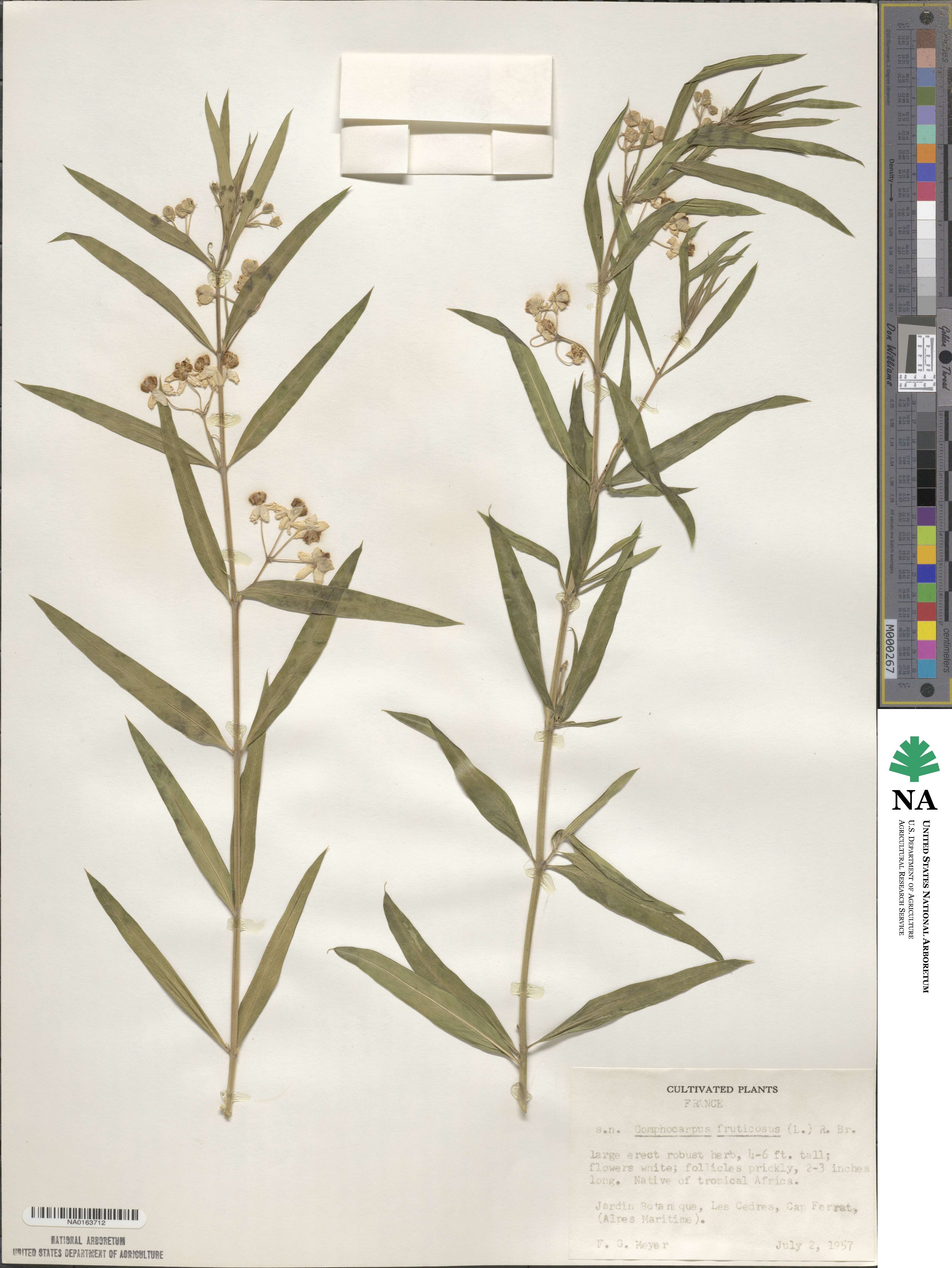 Gomphocarpus fruticosus subsp. fruticosus image