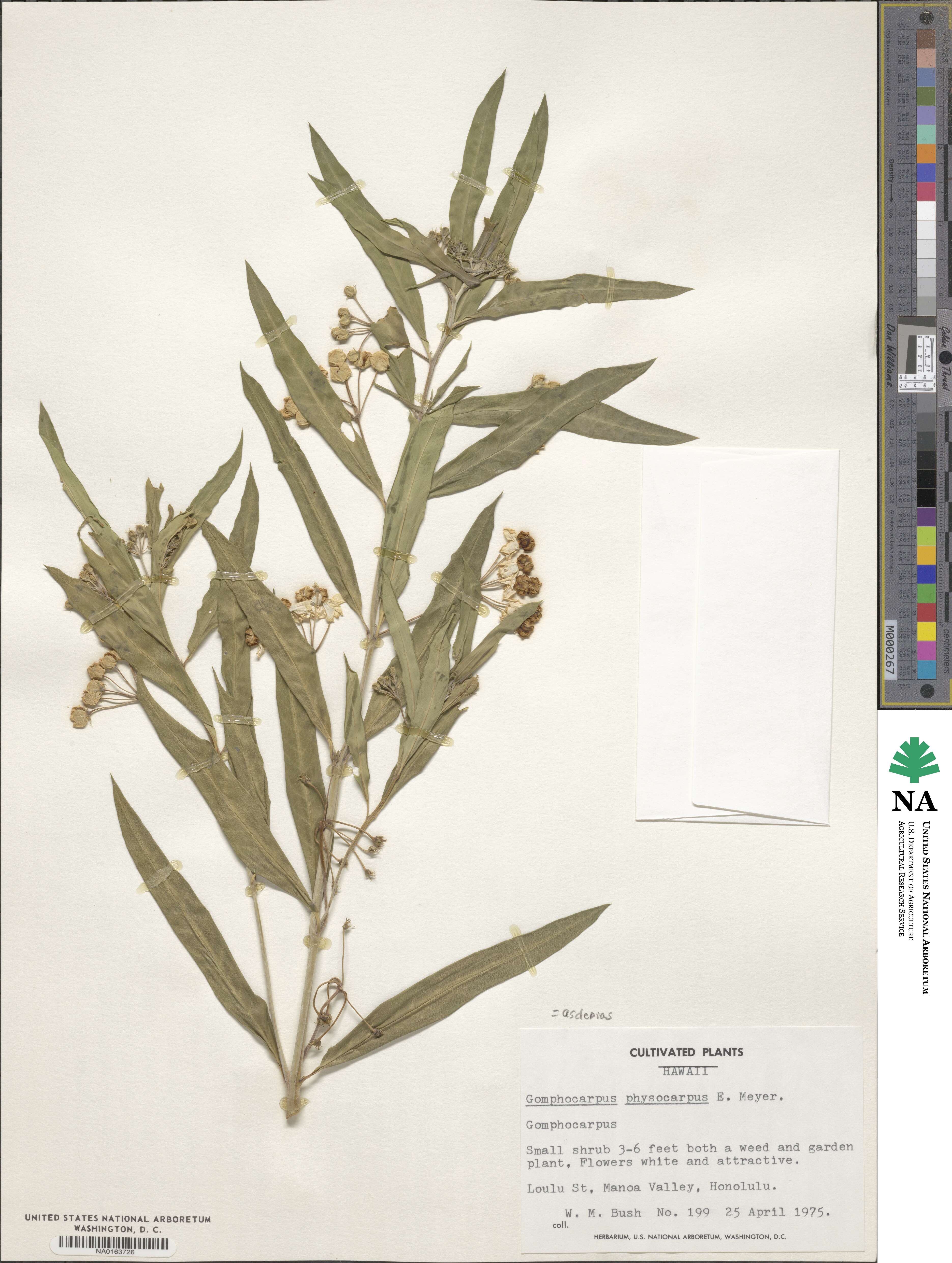 Gomphocarpus image