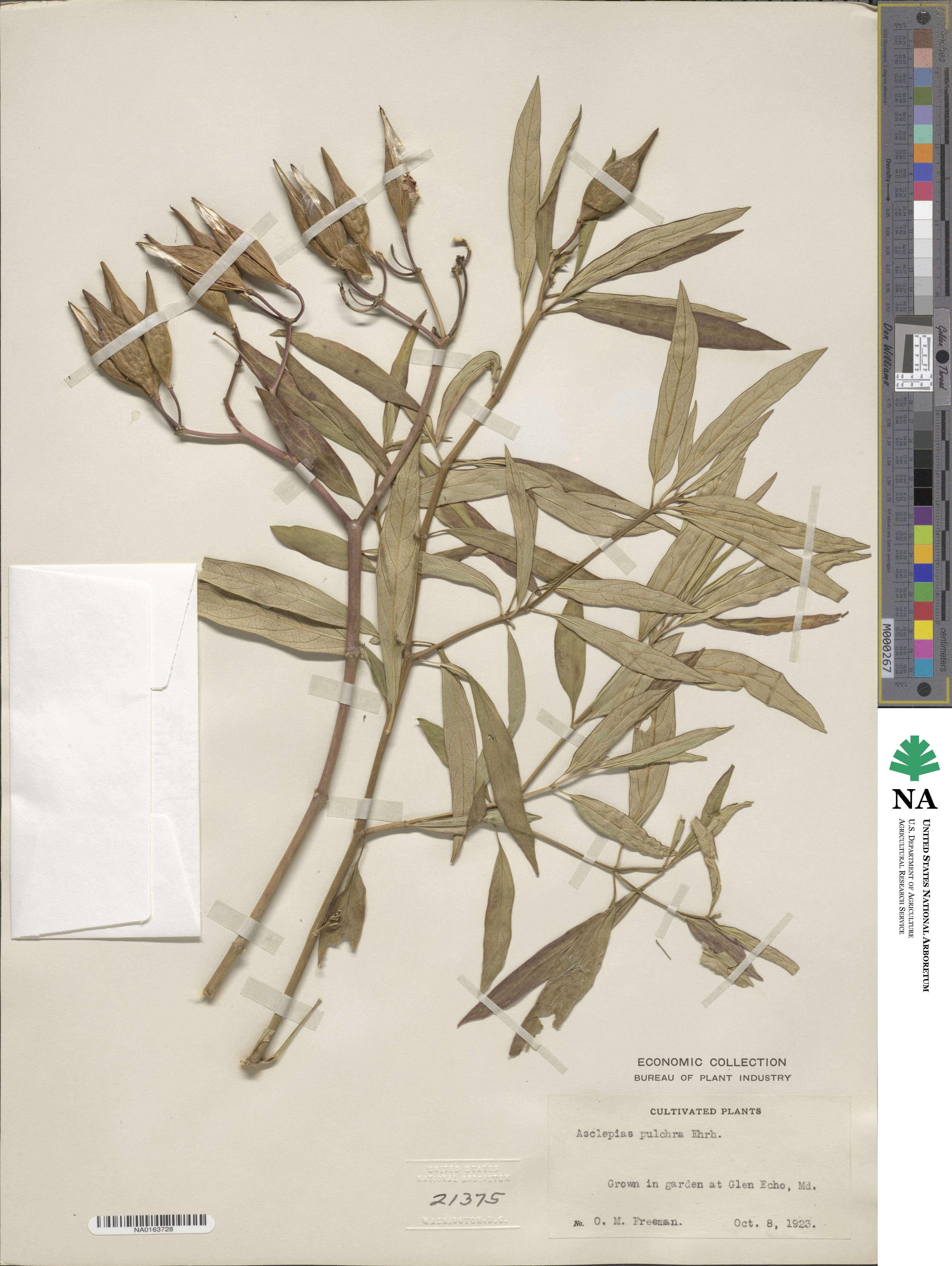 Asclepias incarnata subsp. pulchra image