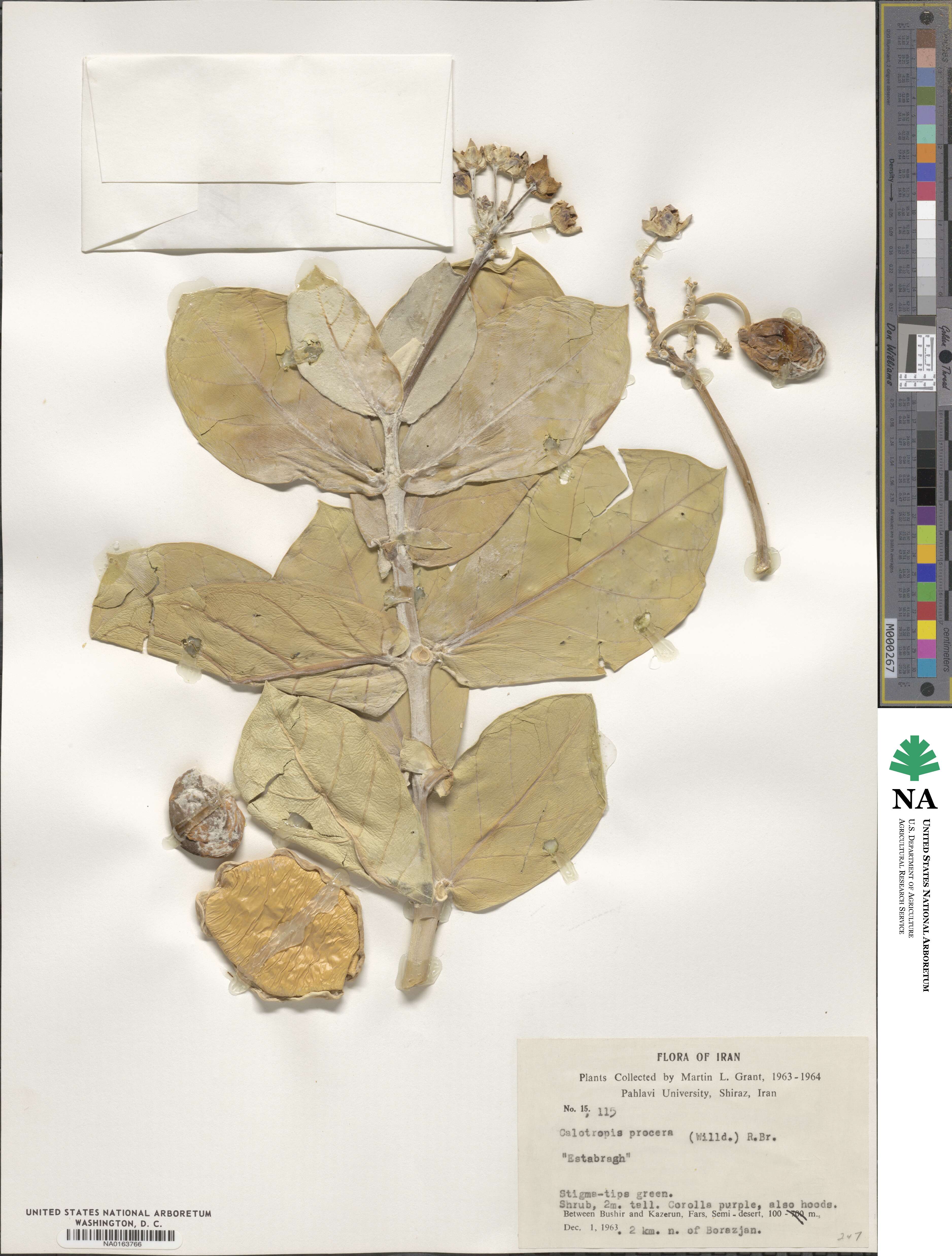 Calotropis image