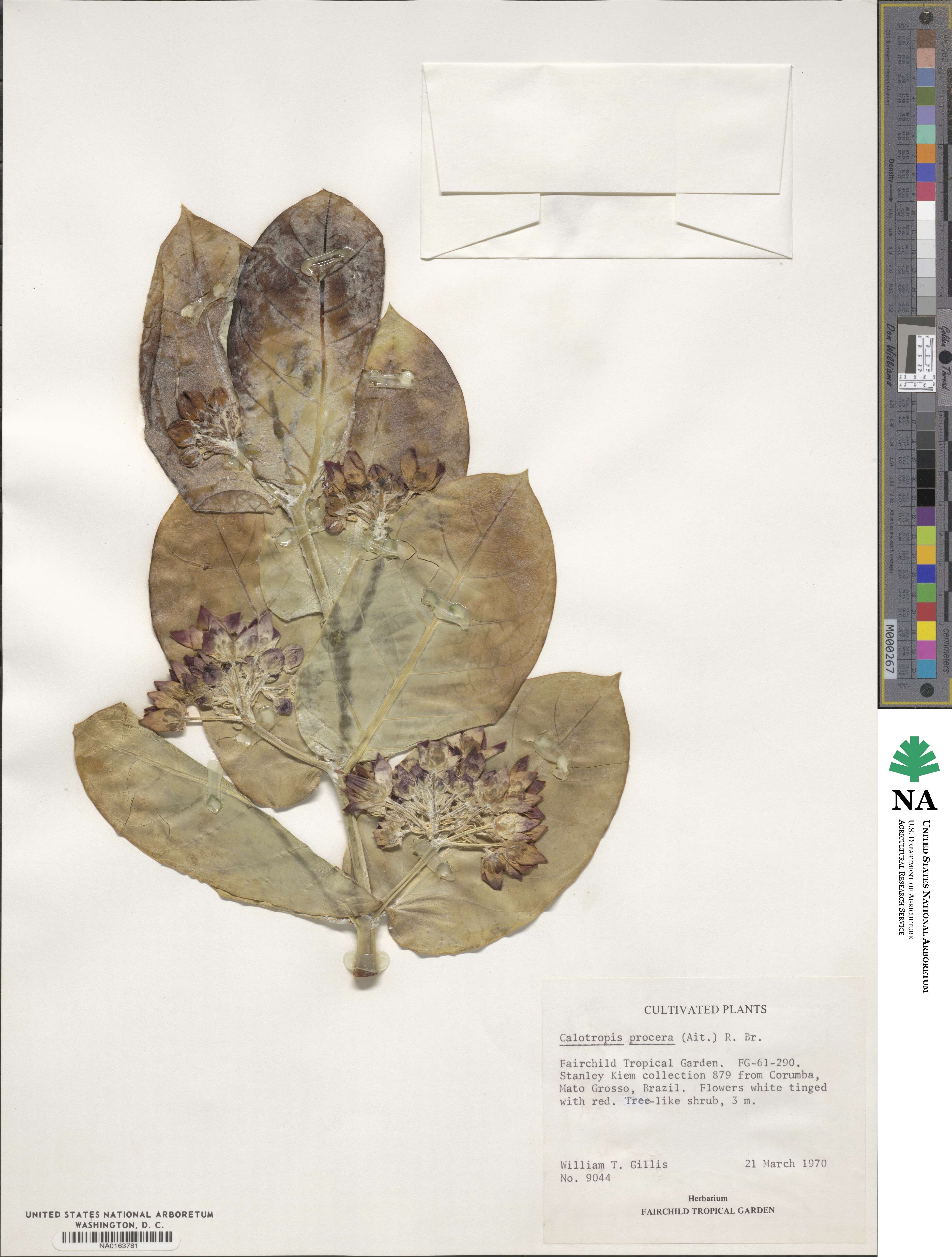 Calotropis procera image