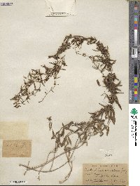 Metastelma arizonicum image