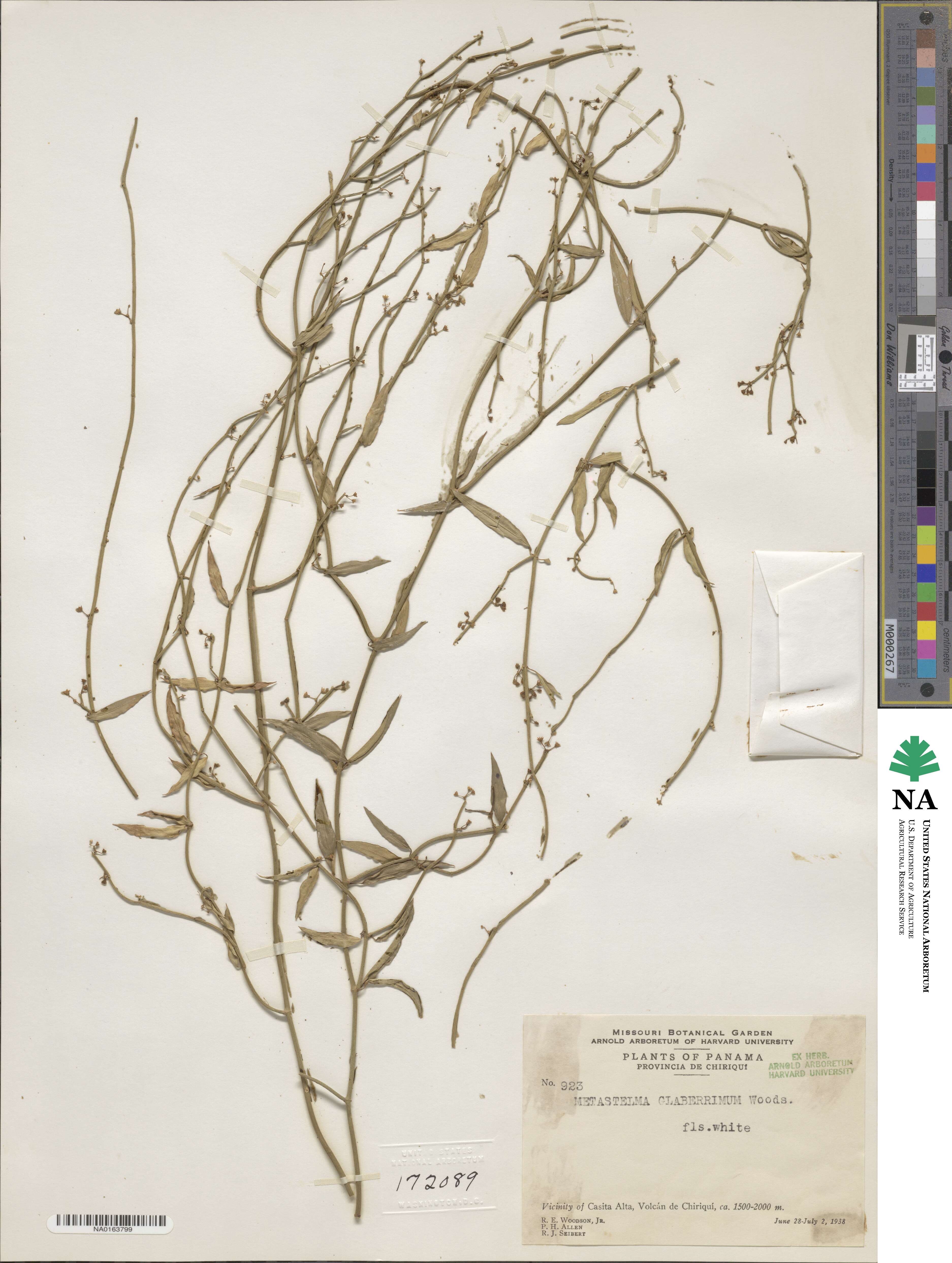 Orthosia glaberrima image