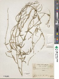 Image of Orthosia glaberrima