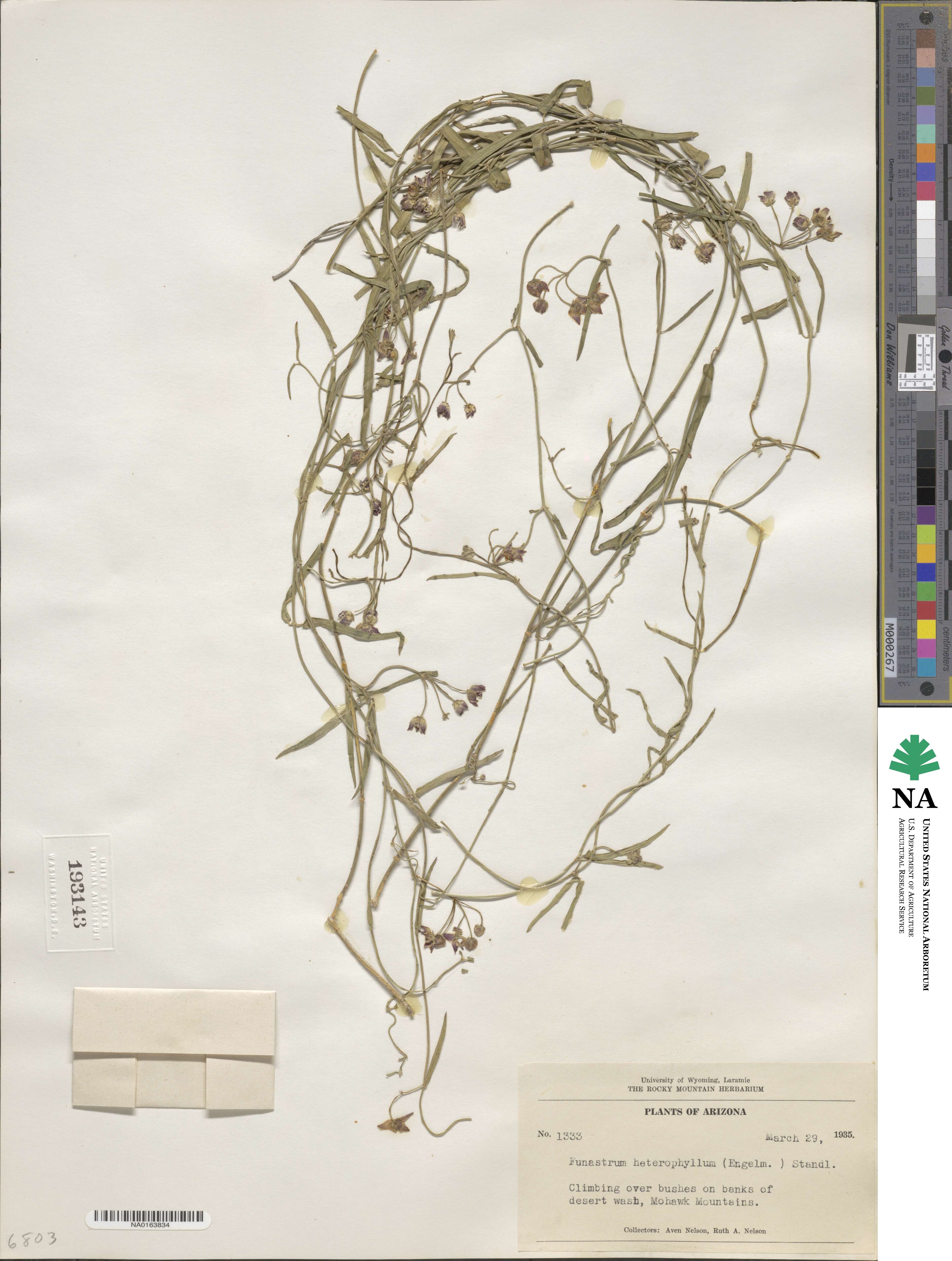Funastrum cynanchoides image