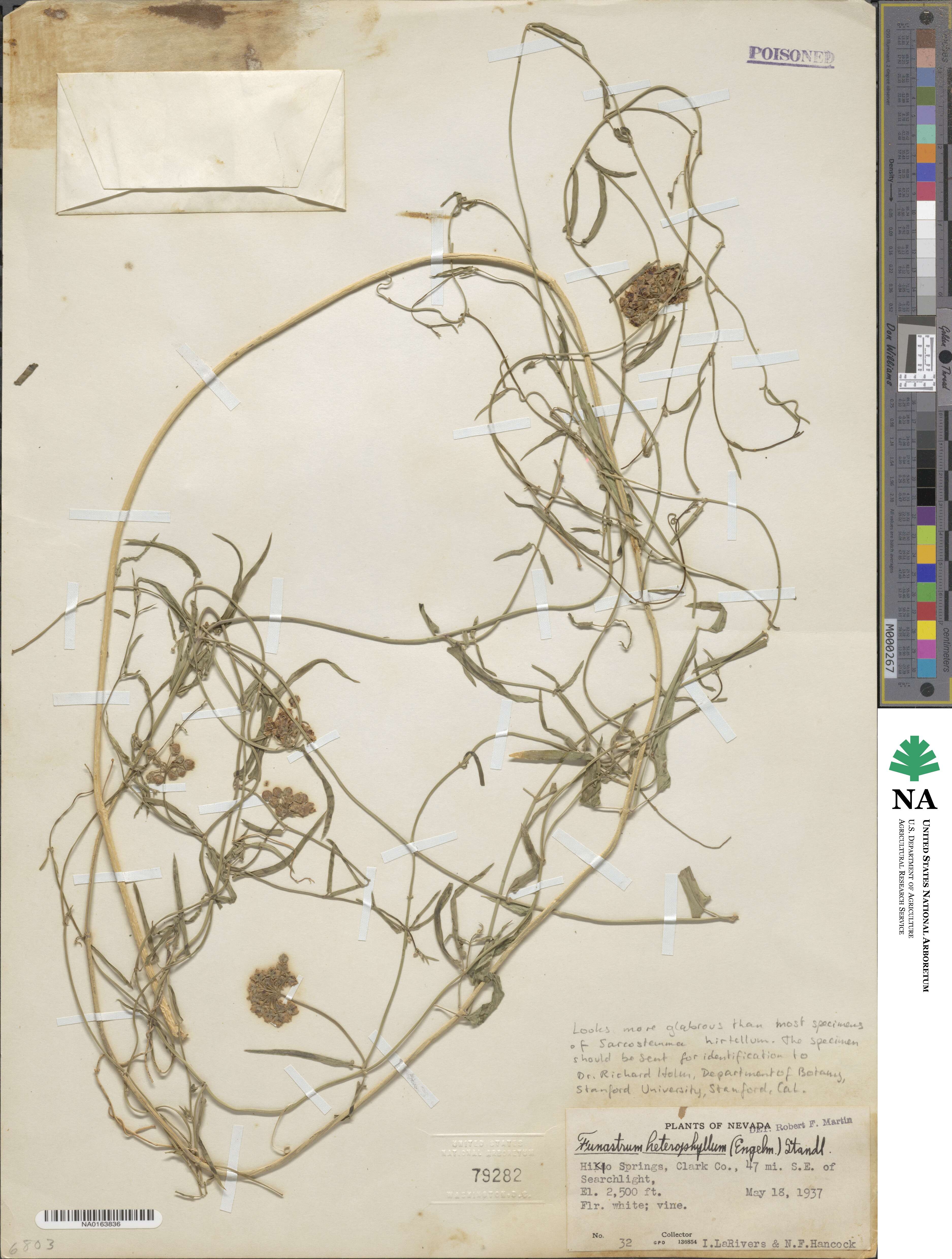 Funastrum cynanchoides image