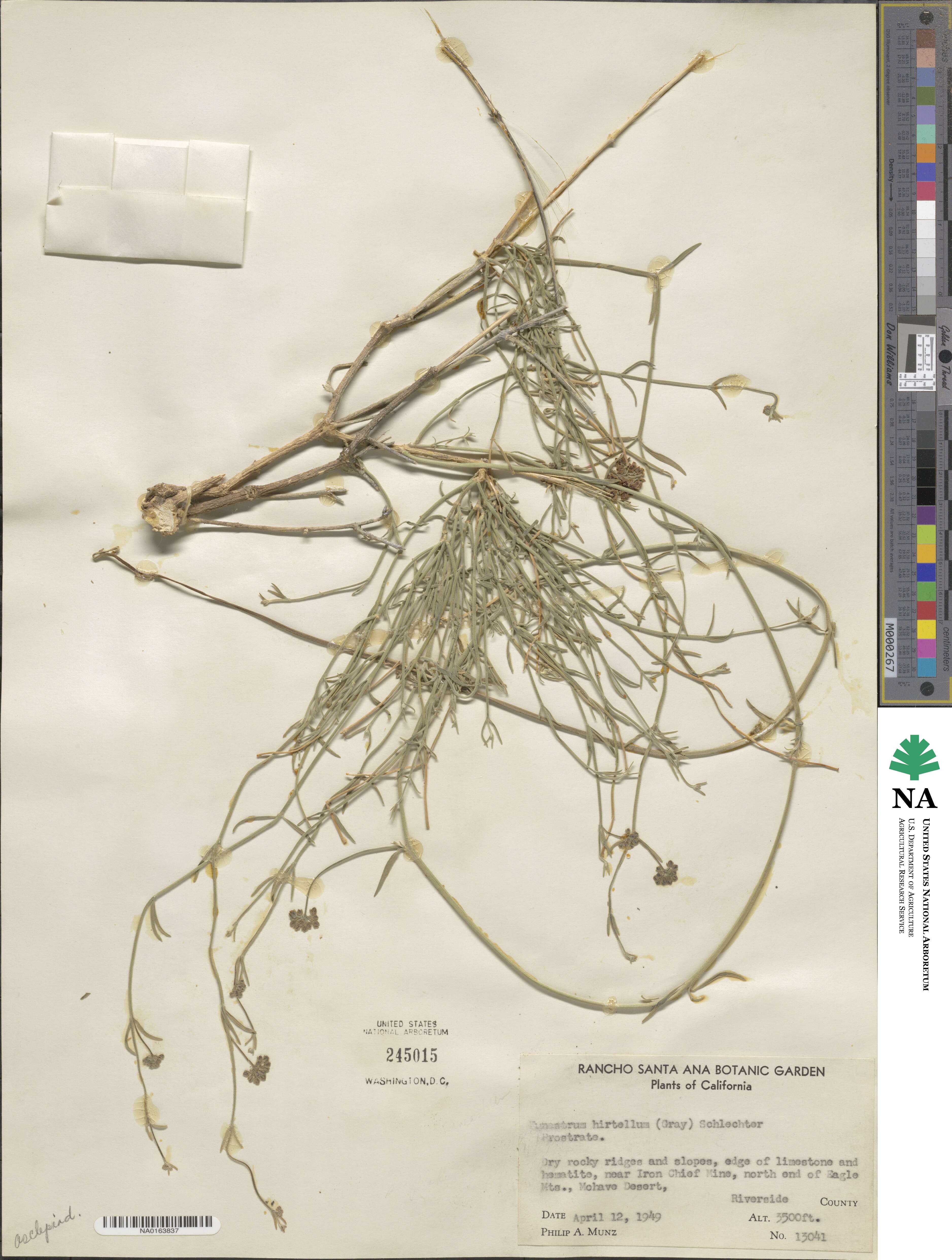 Funastrum image