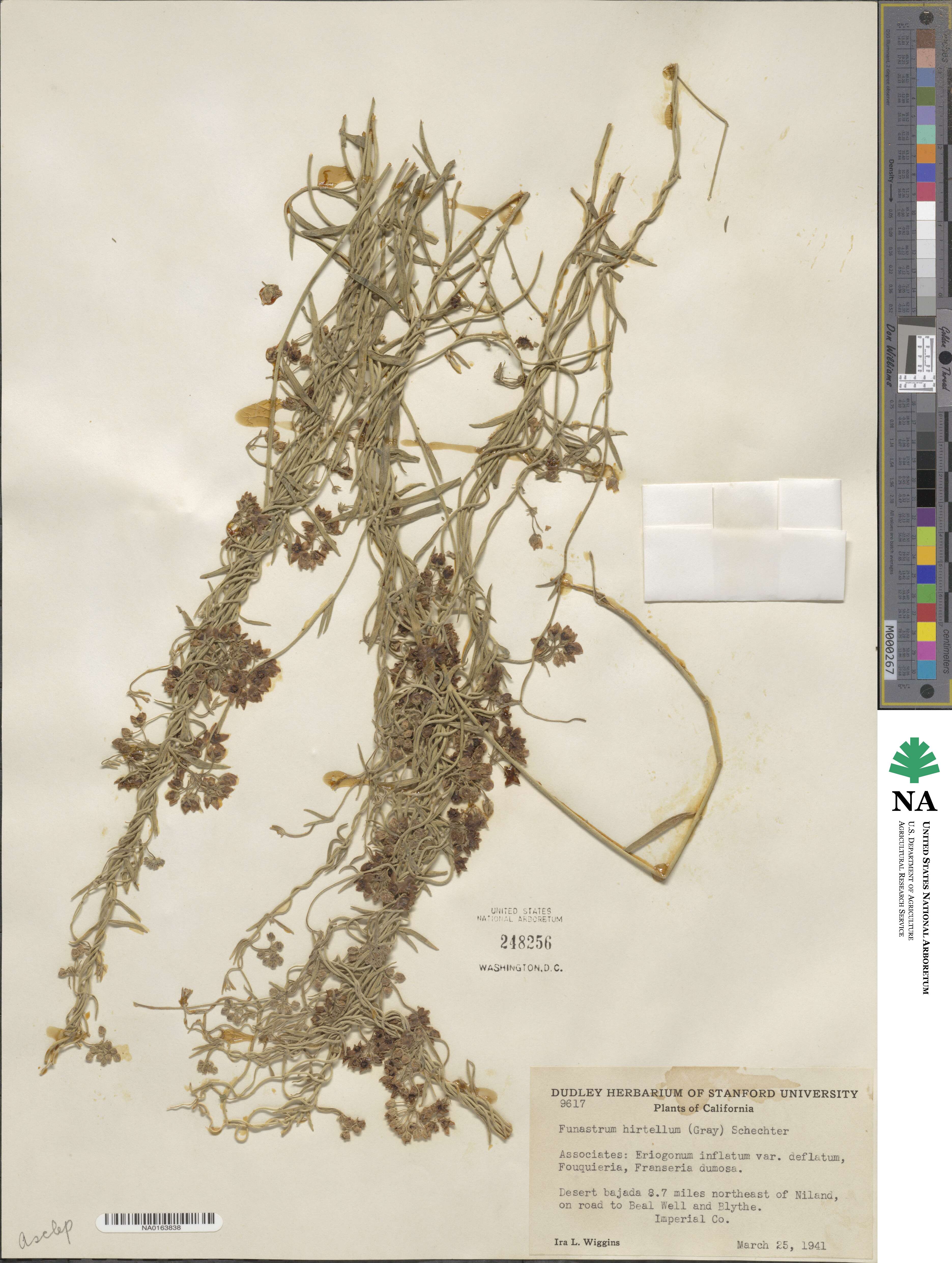 Funastrum hirtellum image