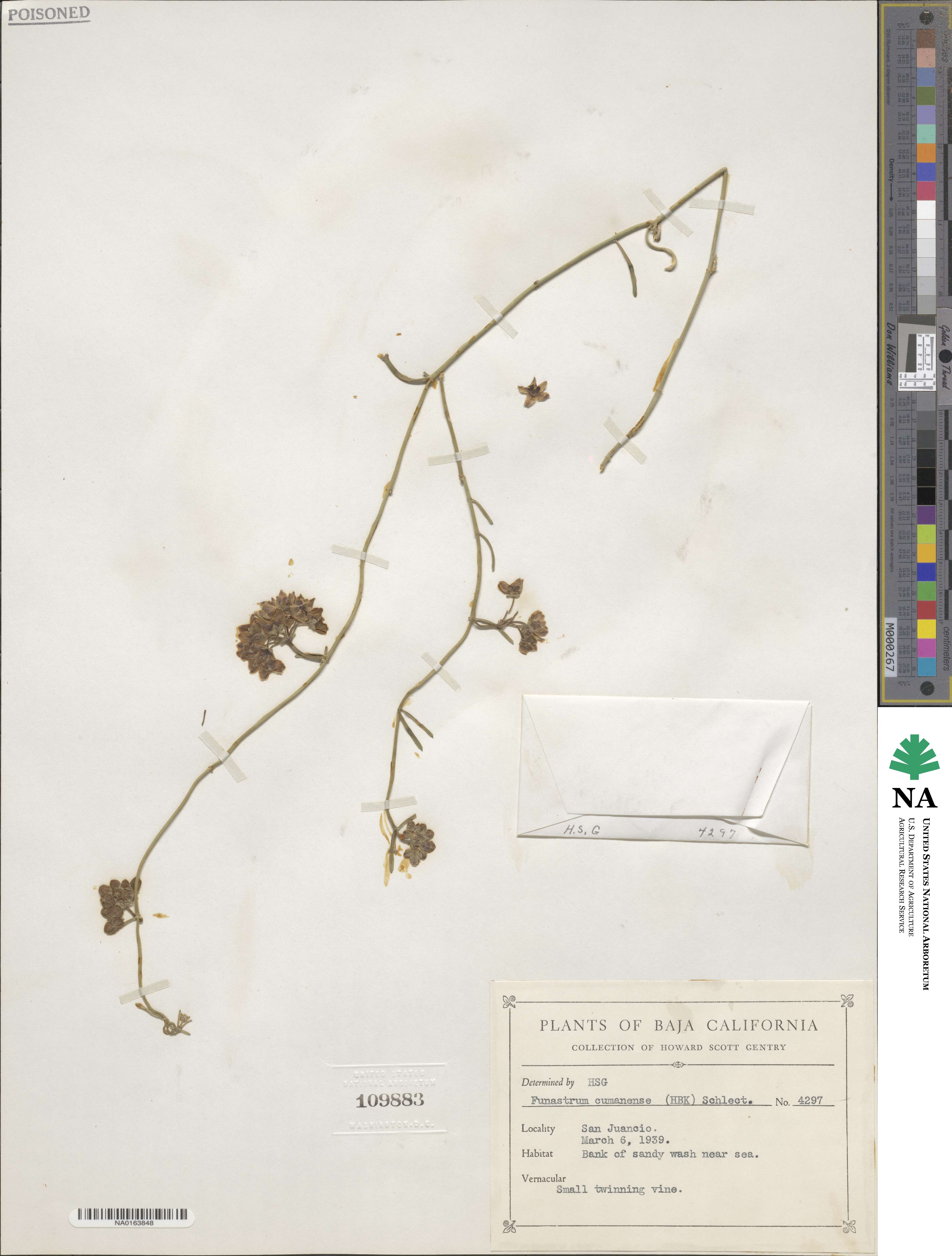 Funastrum clausum image