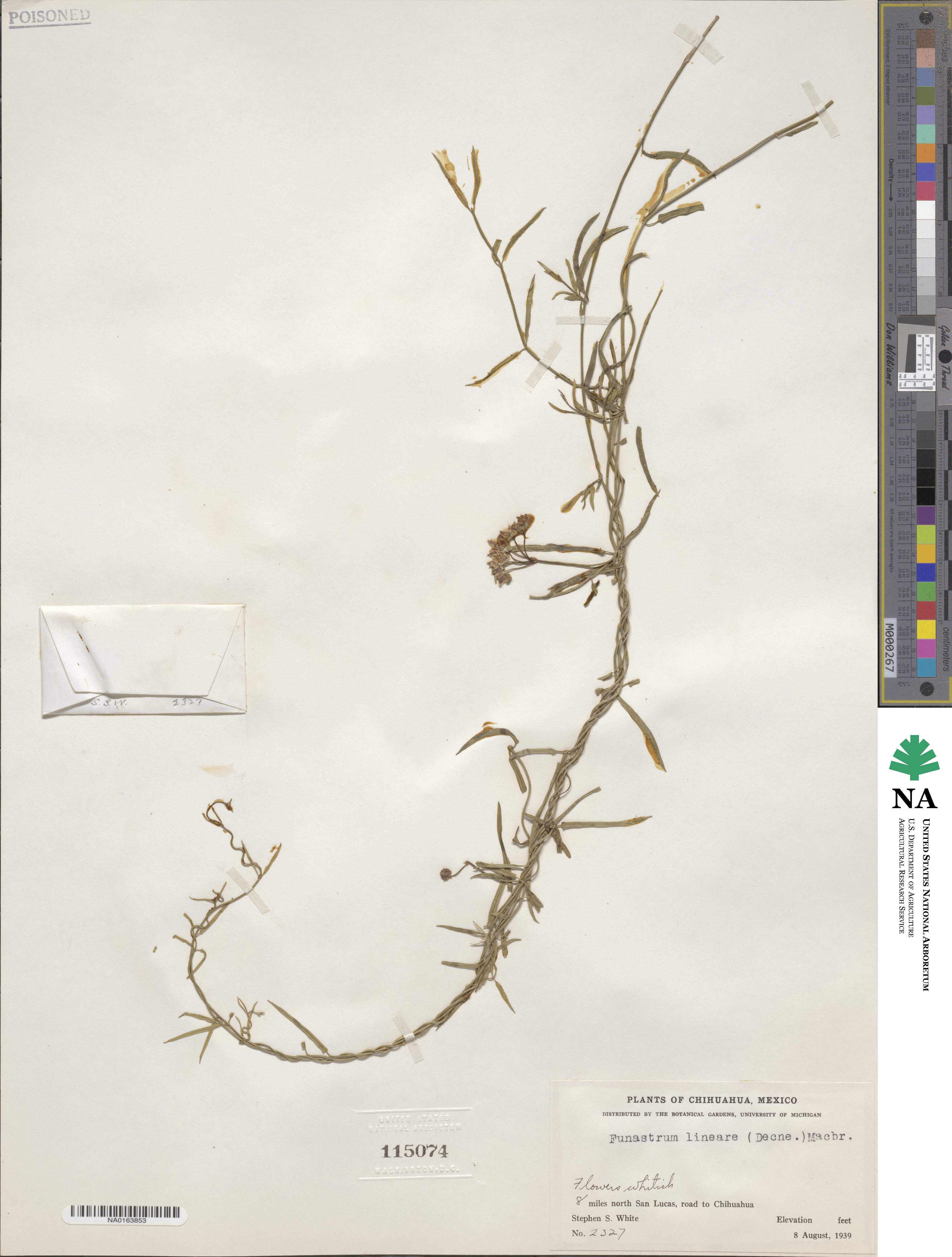 Funastrum cynanchoides var. hartwegii image