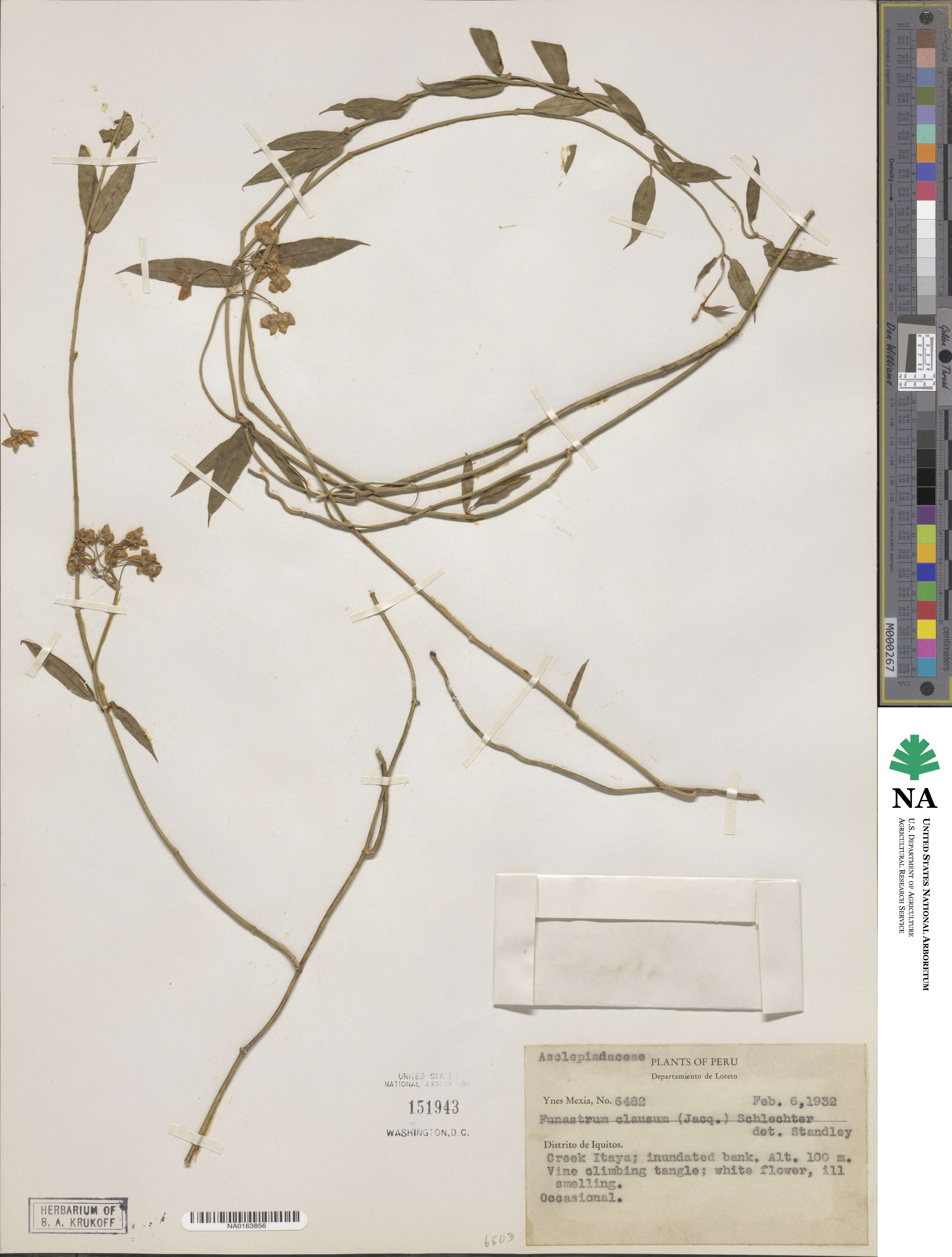 Funastrum clausum image